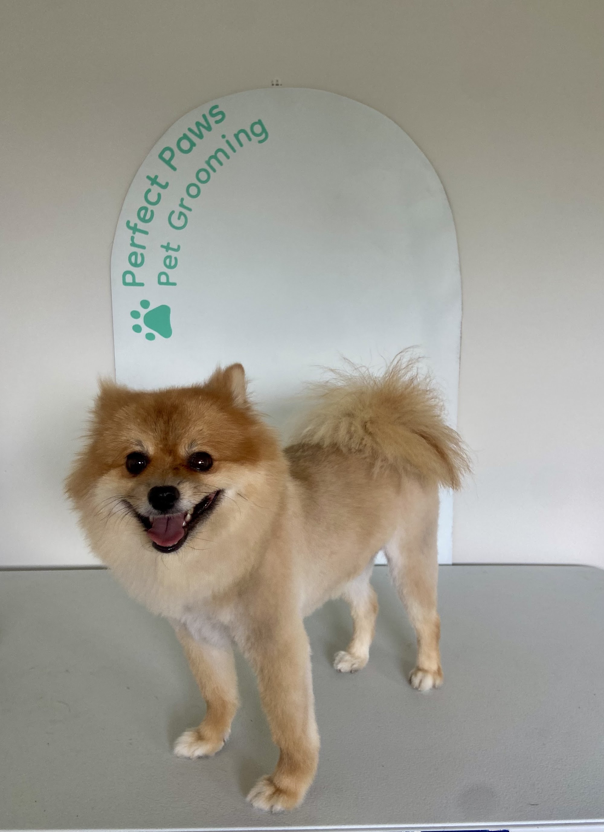 Perfect Paws Pet Grooming — Pet Groomers