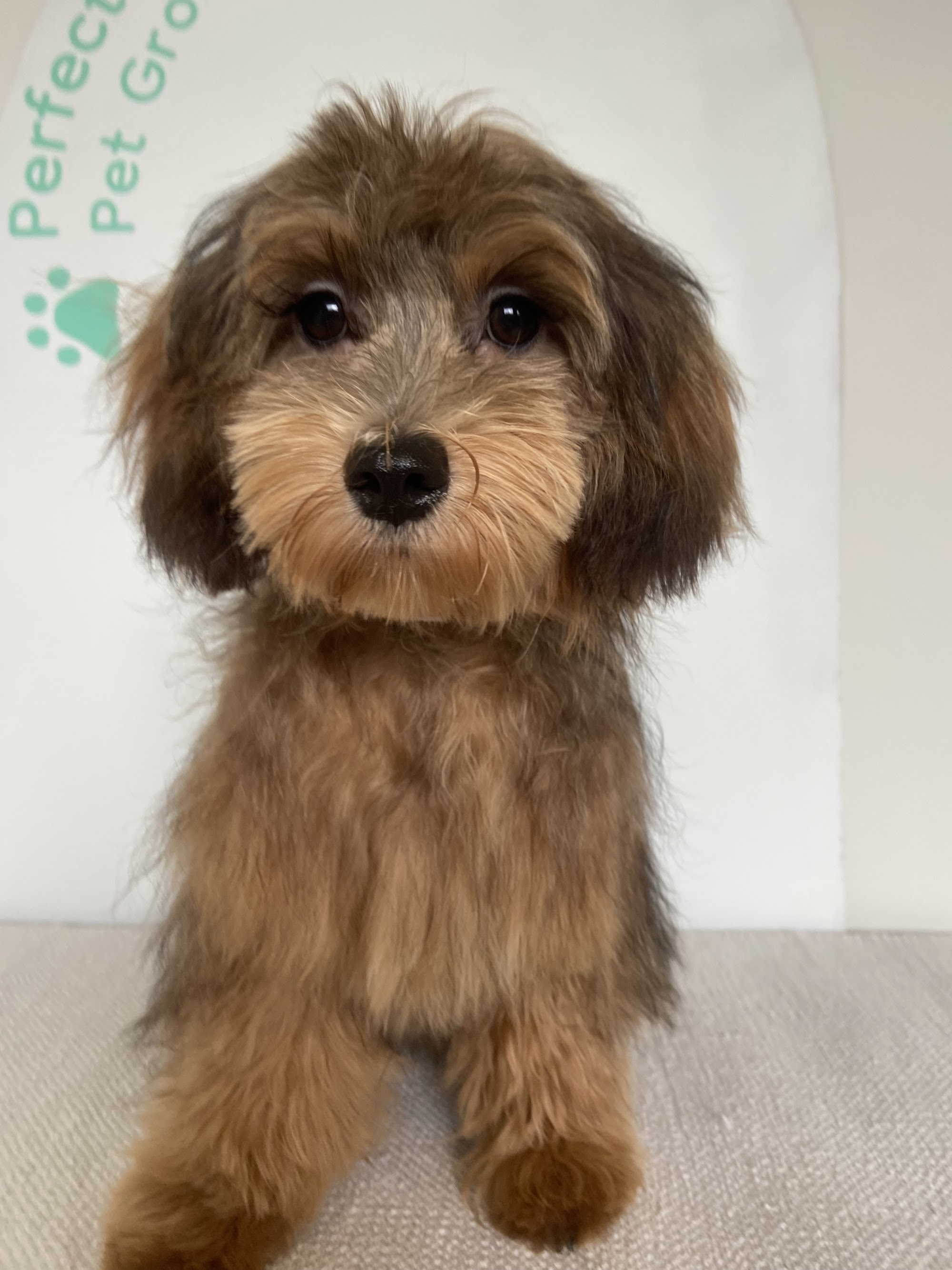 Perfect Paws Pet Grooming