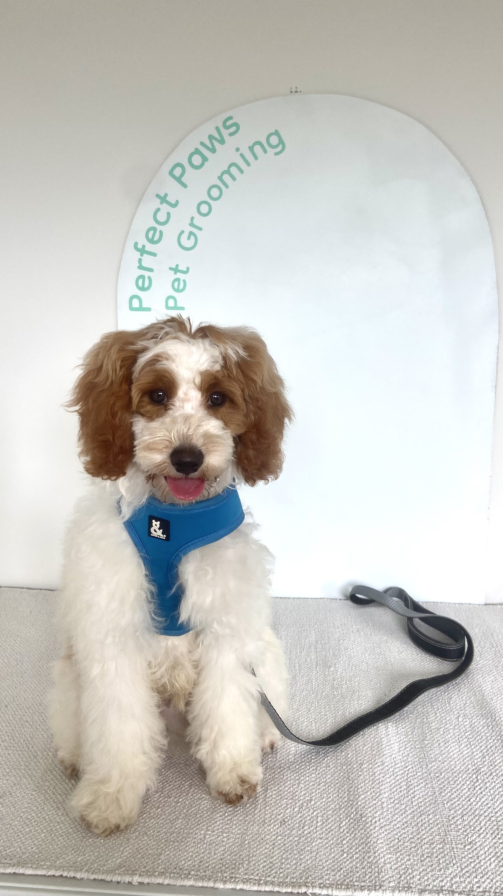 Perfect Paws Pet Grooming
