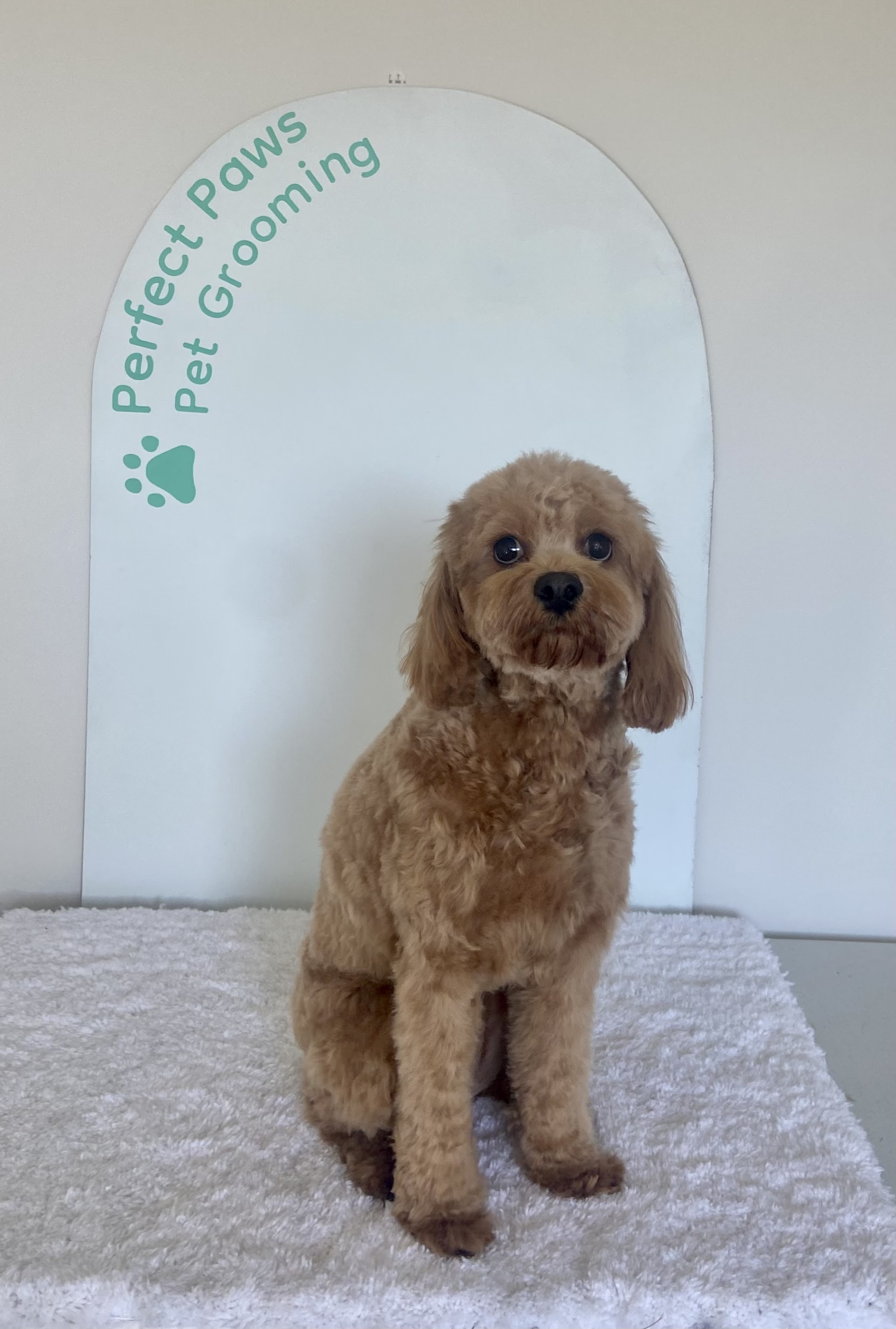 Perfect Paws Pet Grooming