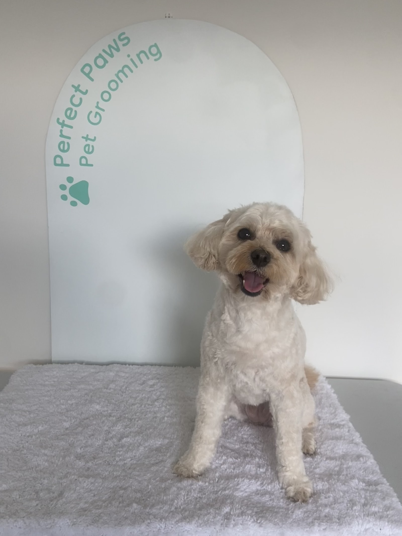 Perfect Paws Pet Grooming