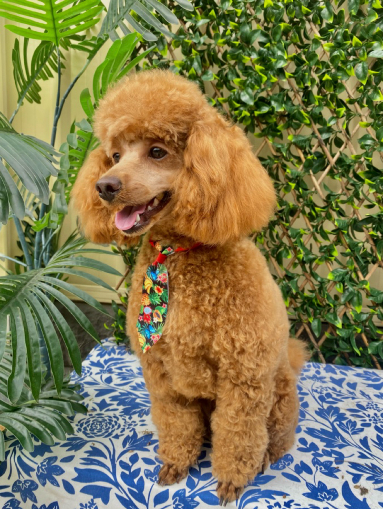 Fluffy Finish Groomery & Daycare — Pet Groomers