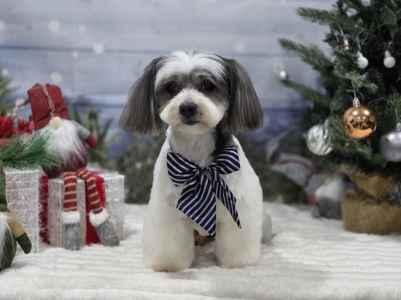 Flair For Fur — Pet Groomers