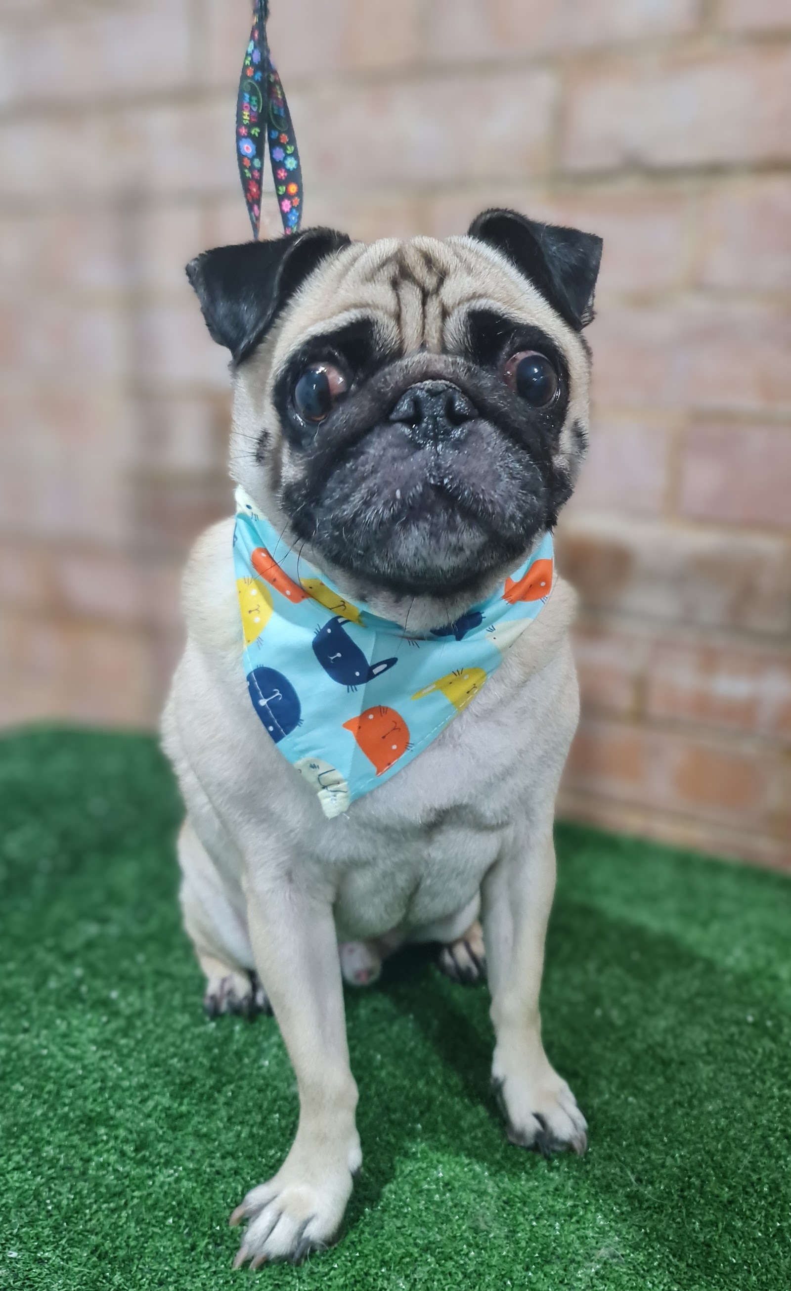 Flair For Fur
