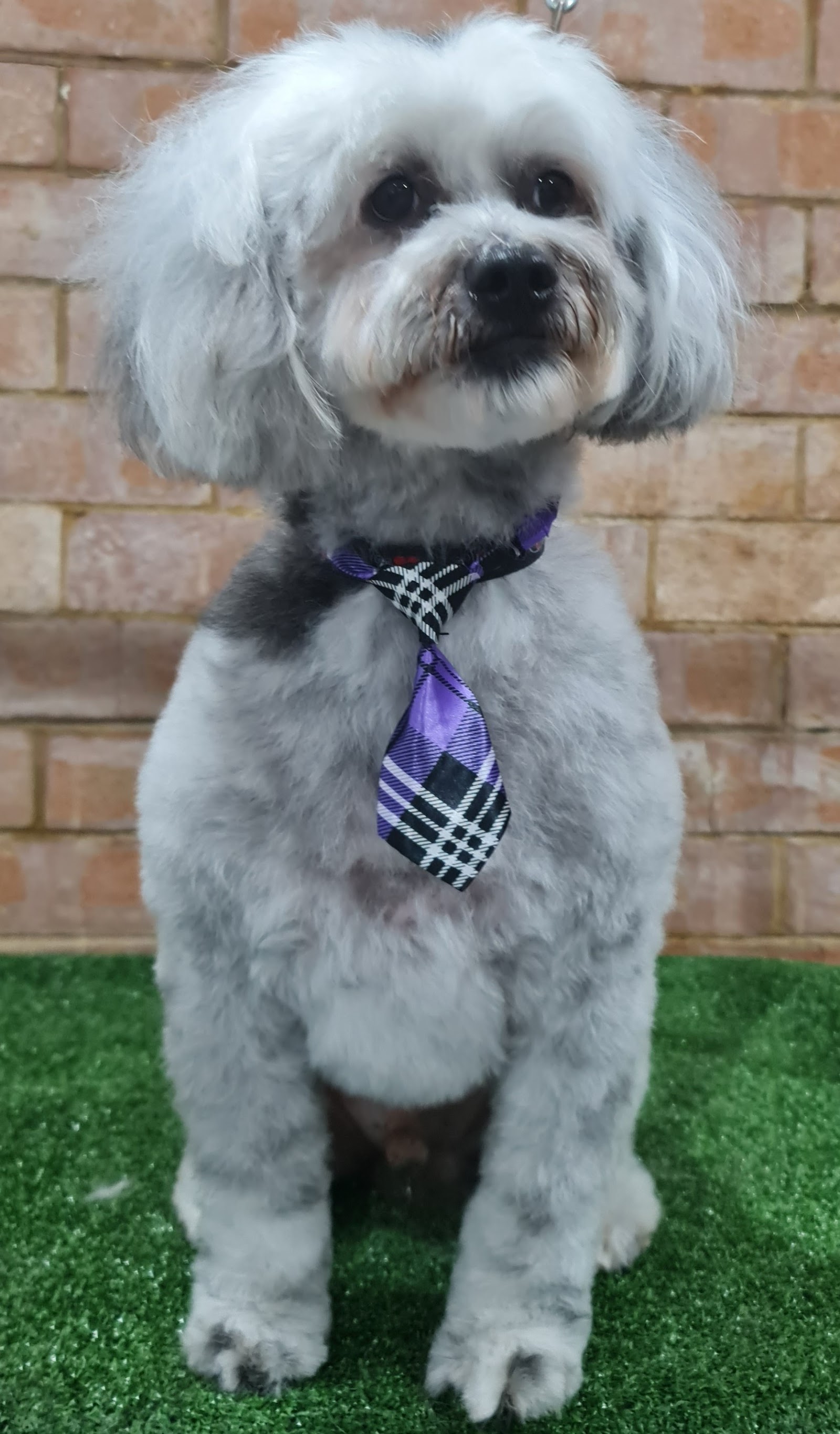 Flair For Fur