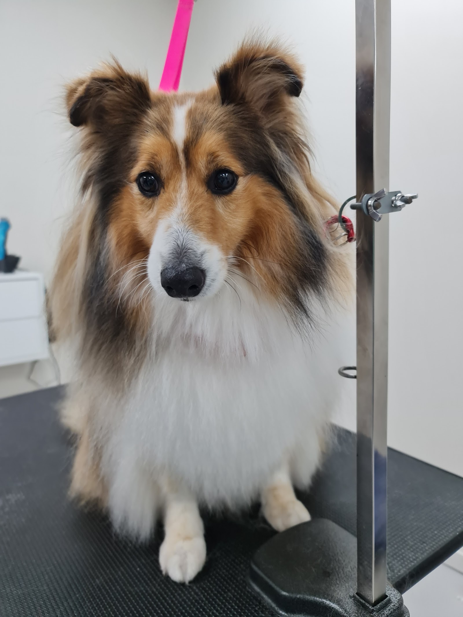 Flair For Fur