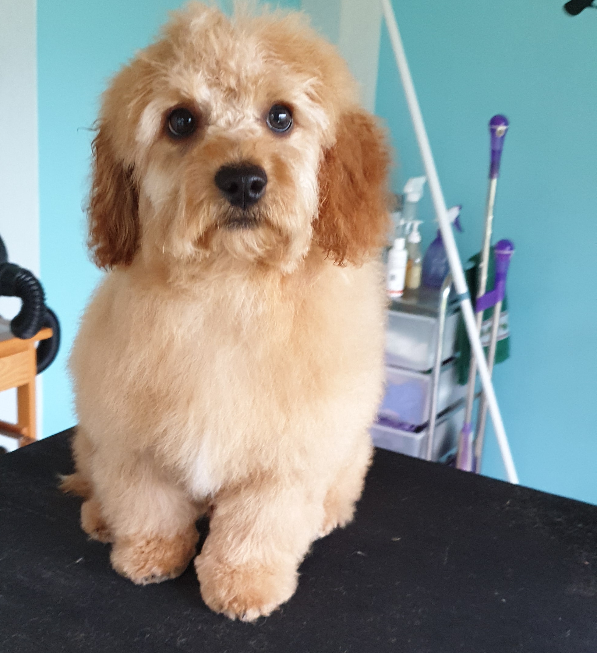 Bernie's Boutique Grooming