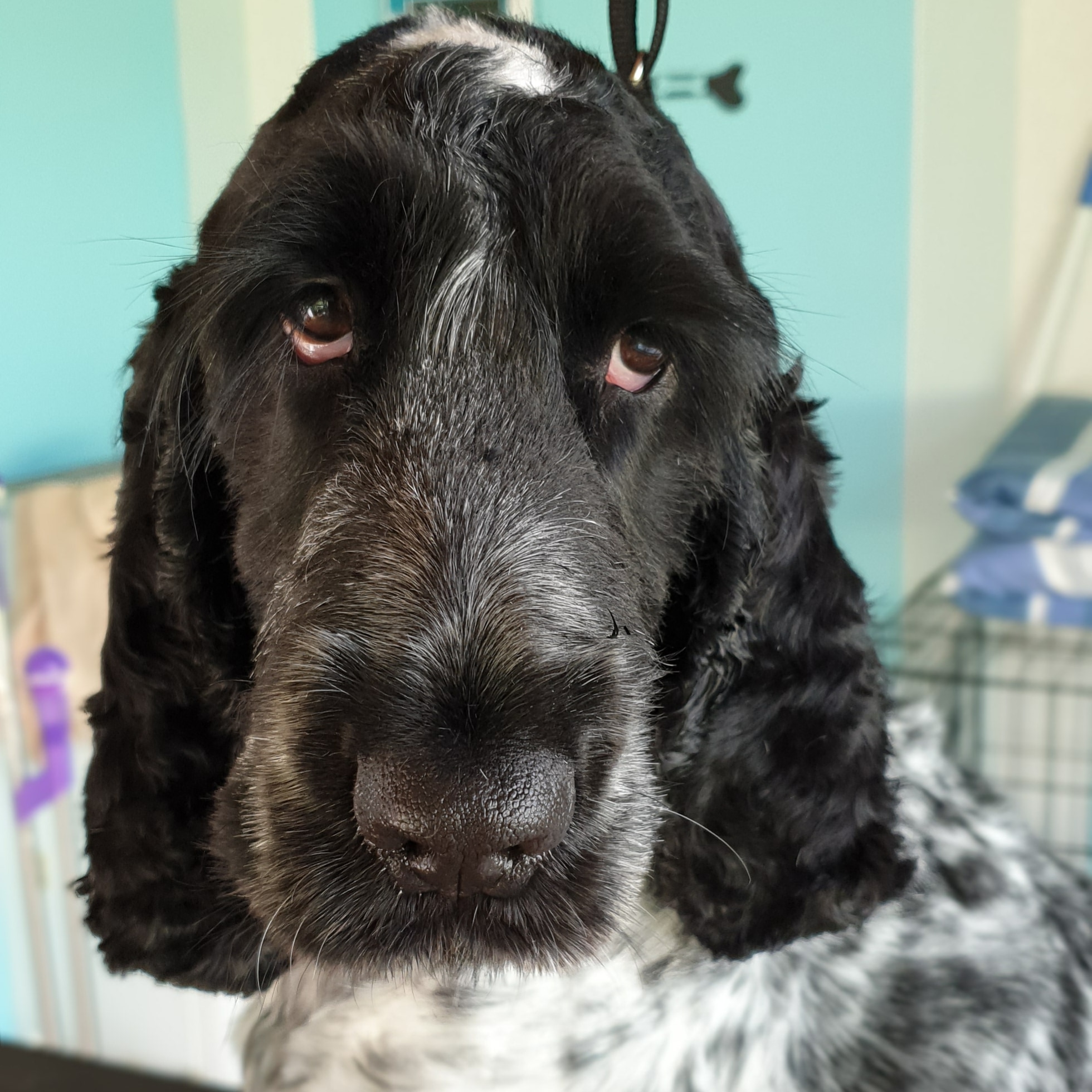 Bernie's Boutique Grooming