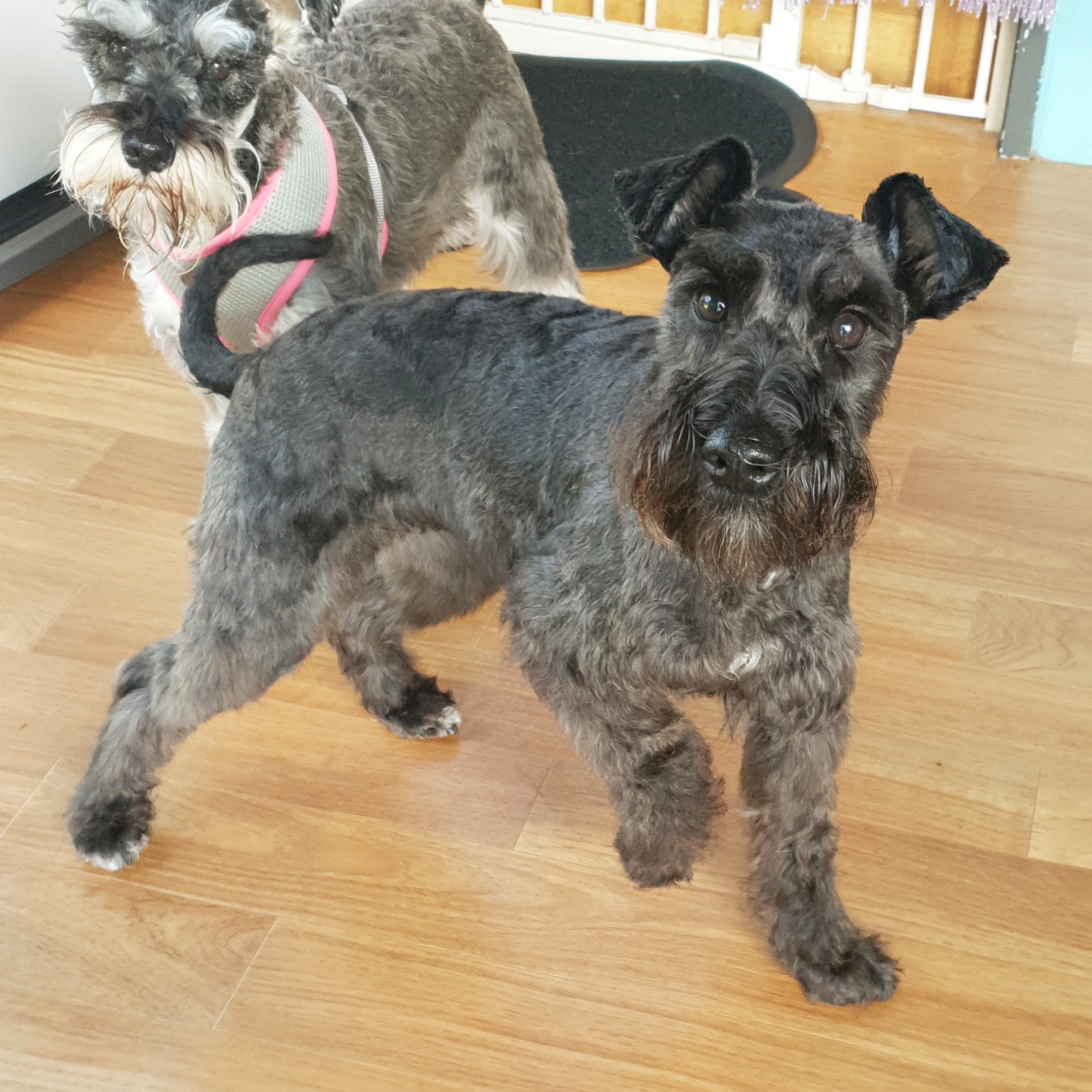 Bernie's Boutique Grooming — Pet Groomers