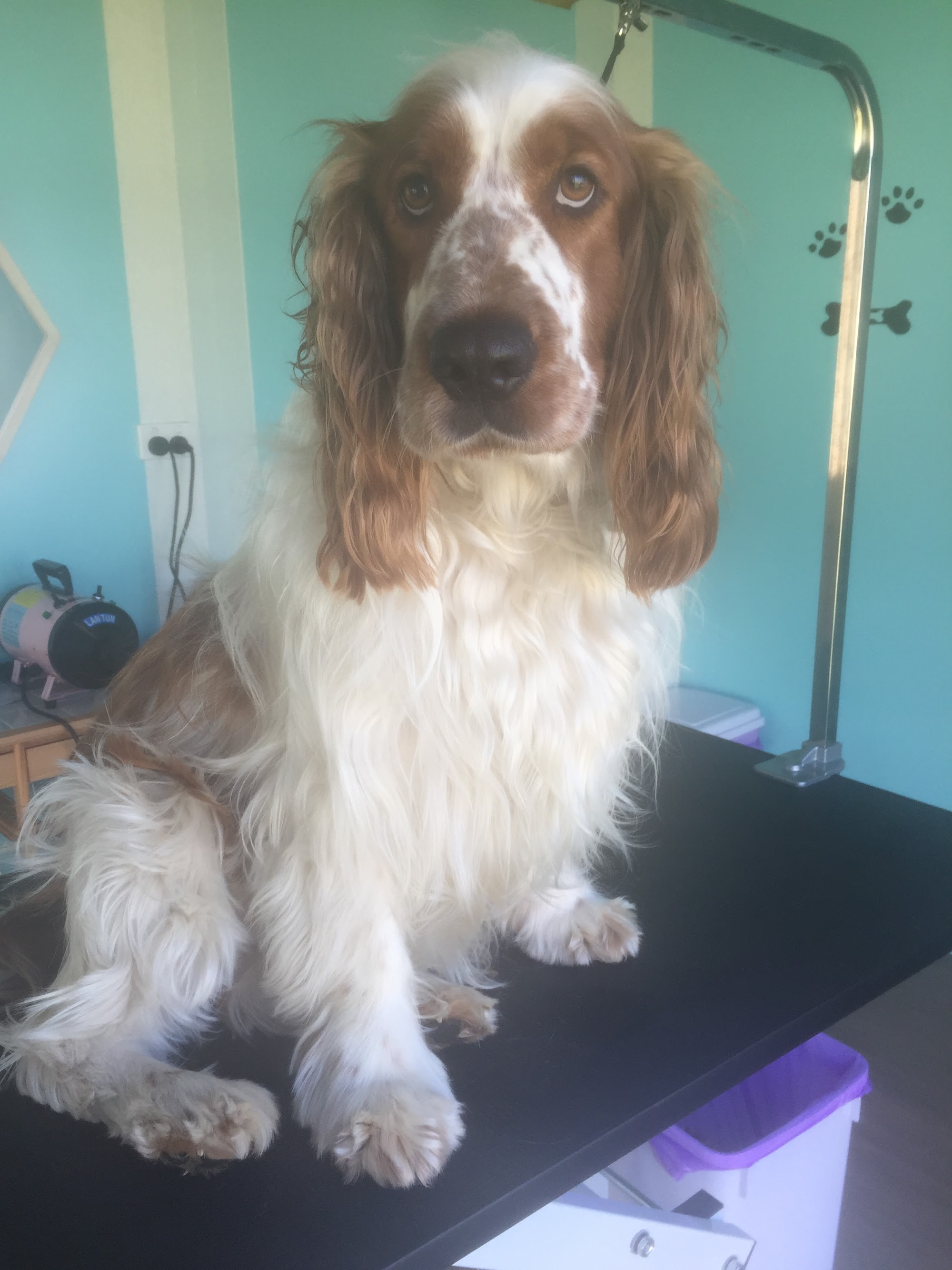 Bernie's Boutique Grooming