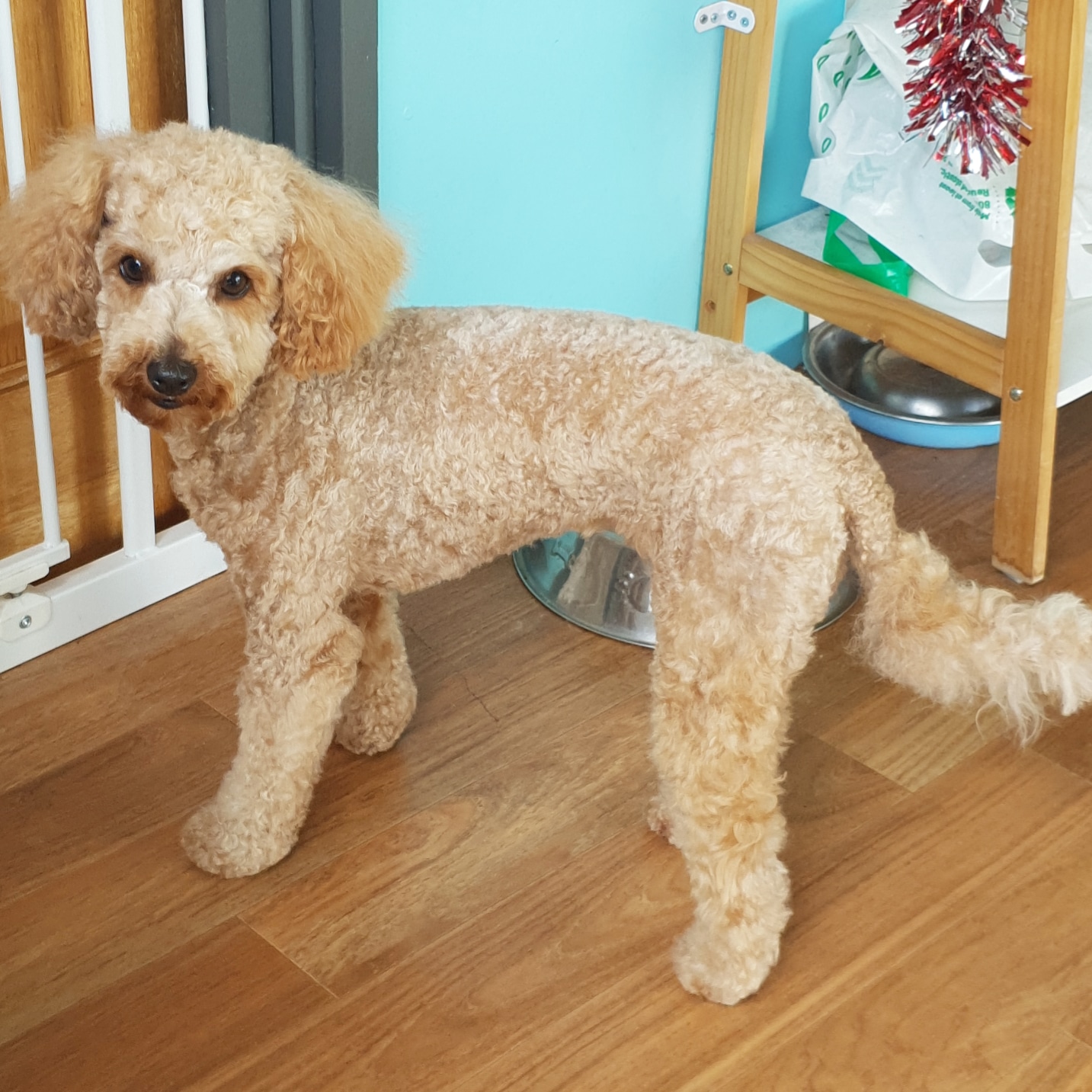 Bernie's Boutique Grooming