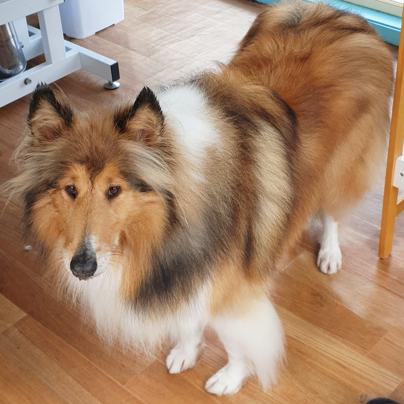 Bernie's Boutique Grooming