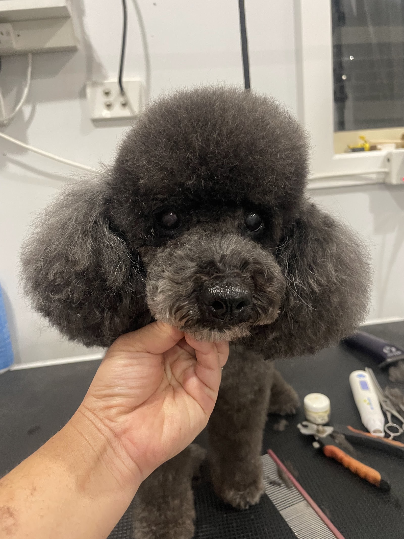 Acare Pet grooming Salon & Daycare — Pet Groomers