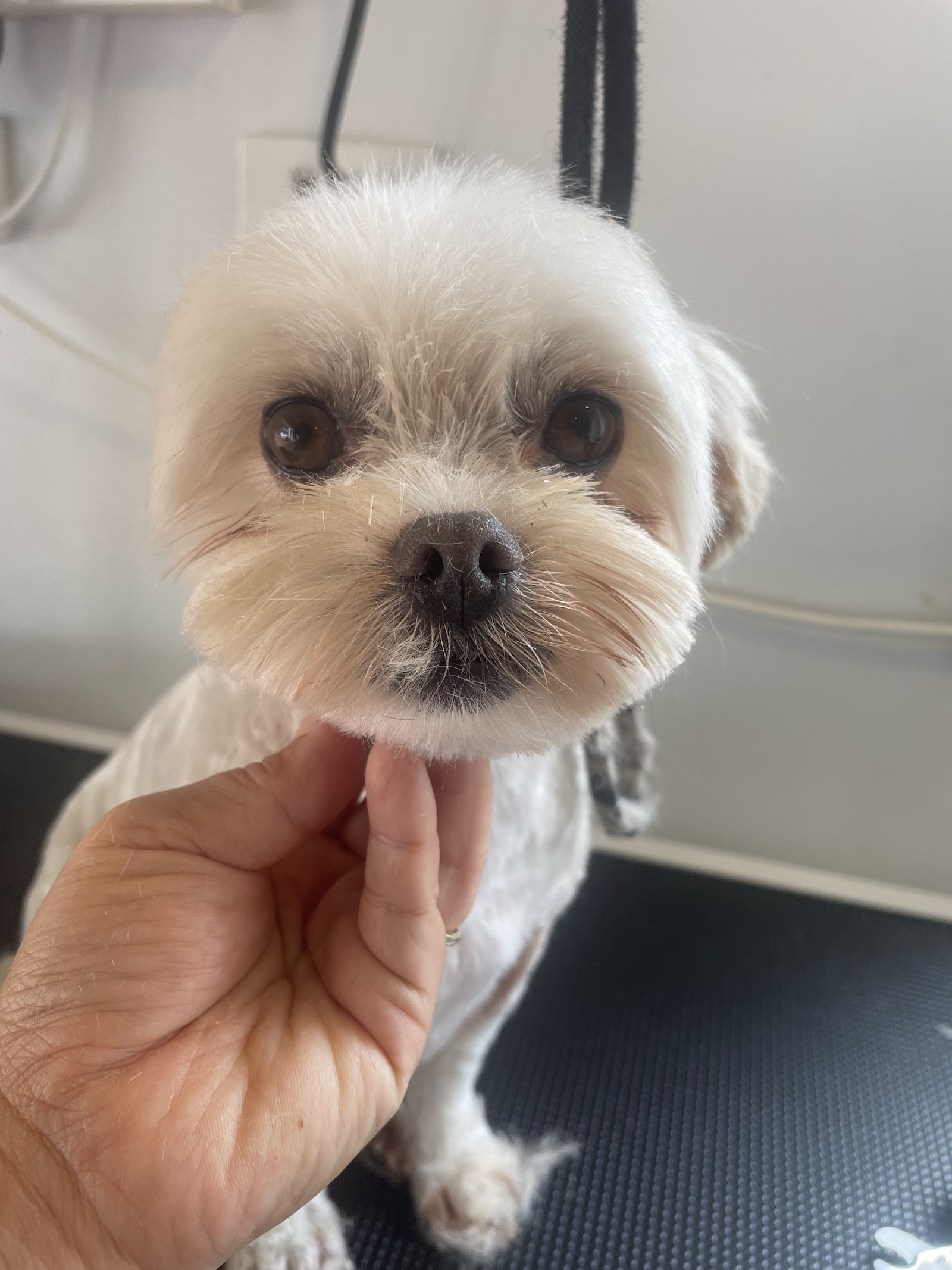 Acare Pet grooming Salon & Daycare