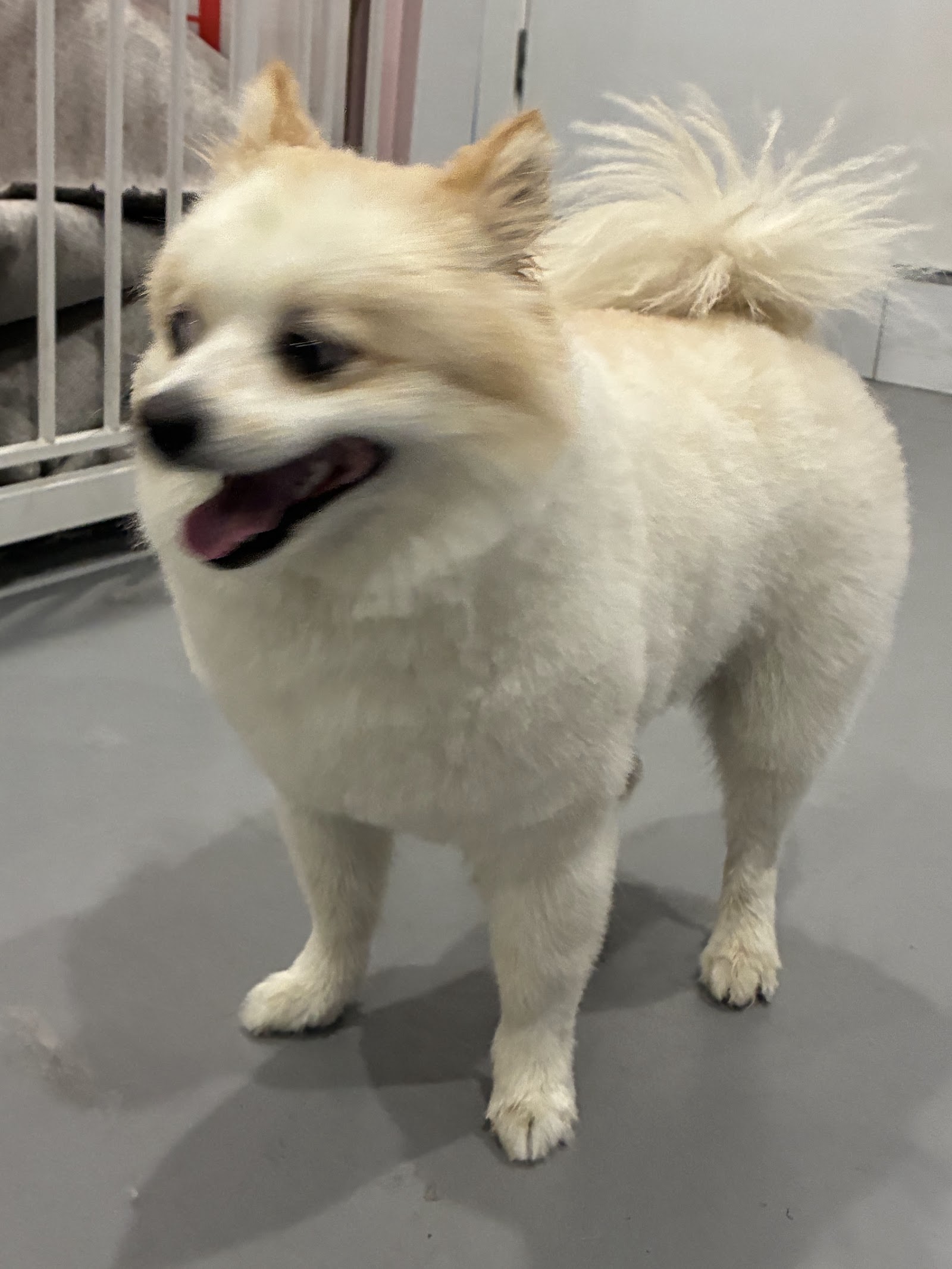 Acare Pet grooming Salon & Daycare