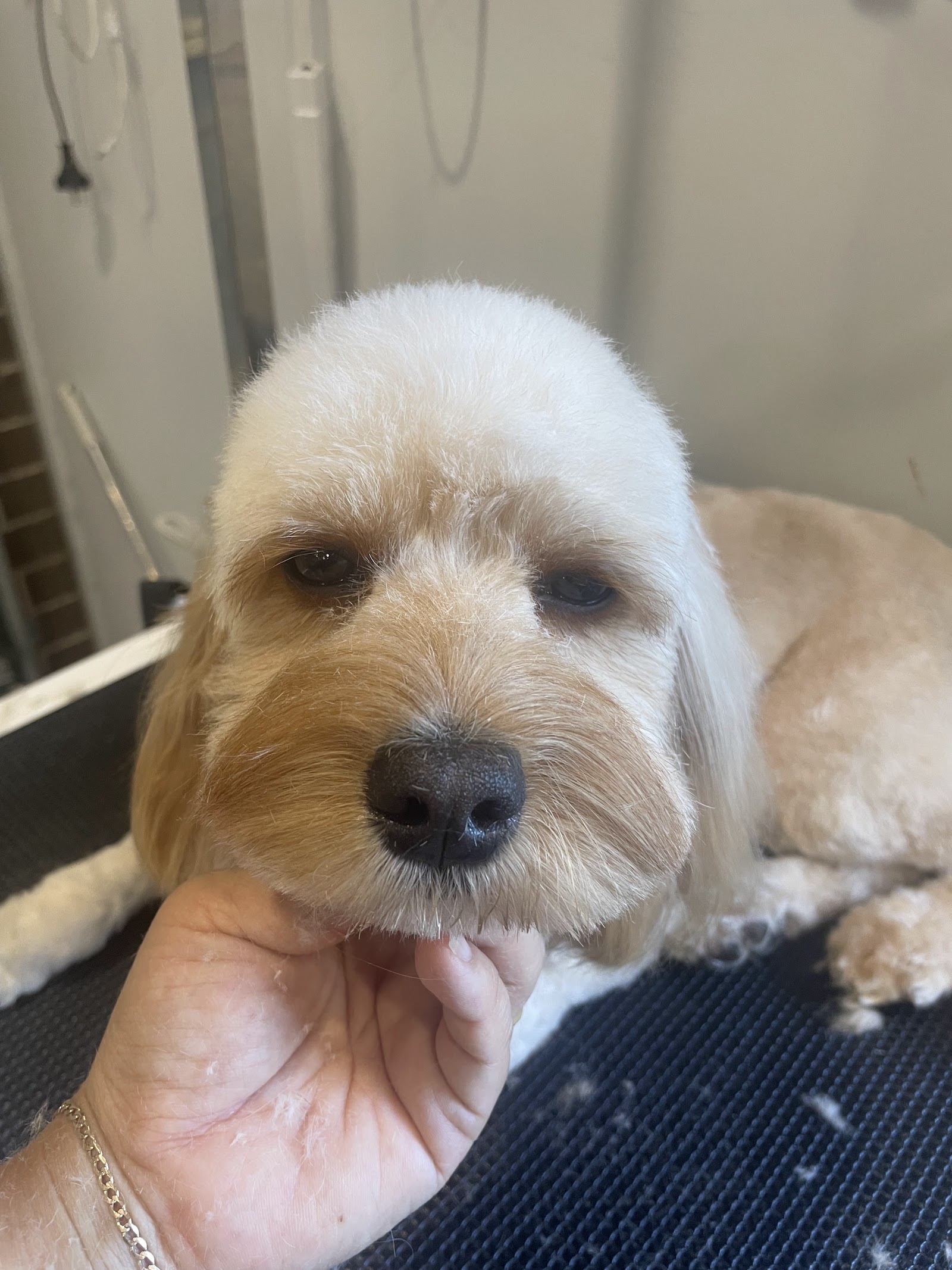 Acare Pet grooming Salon & Daycare