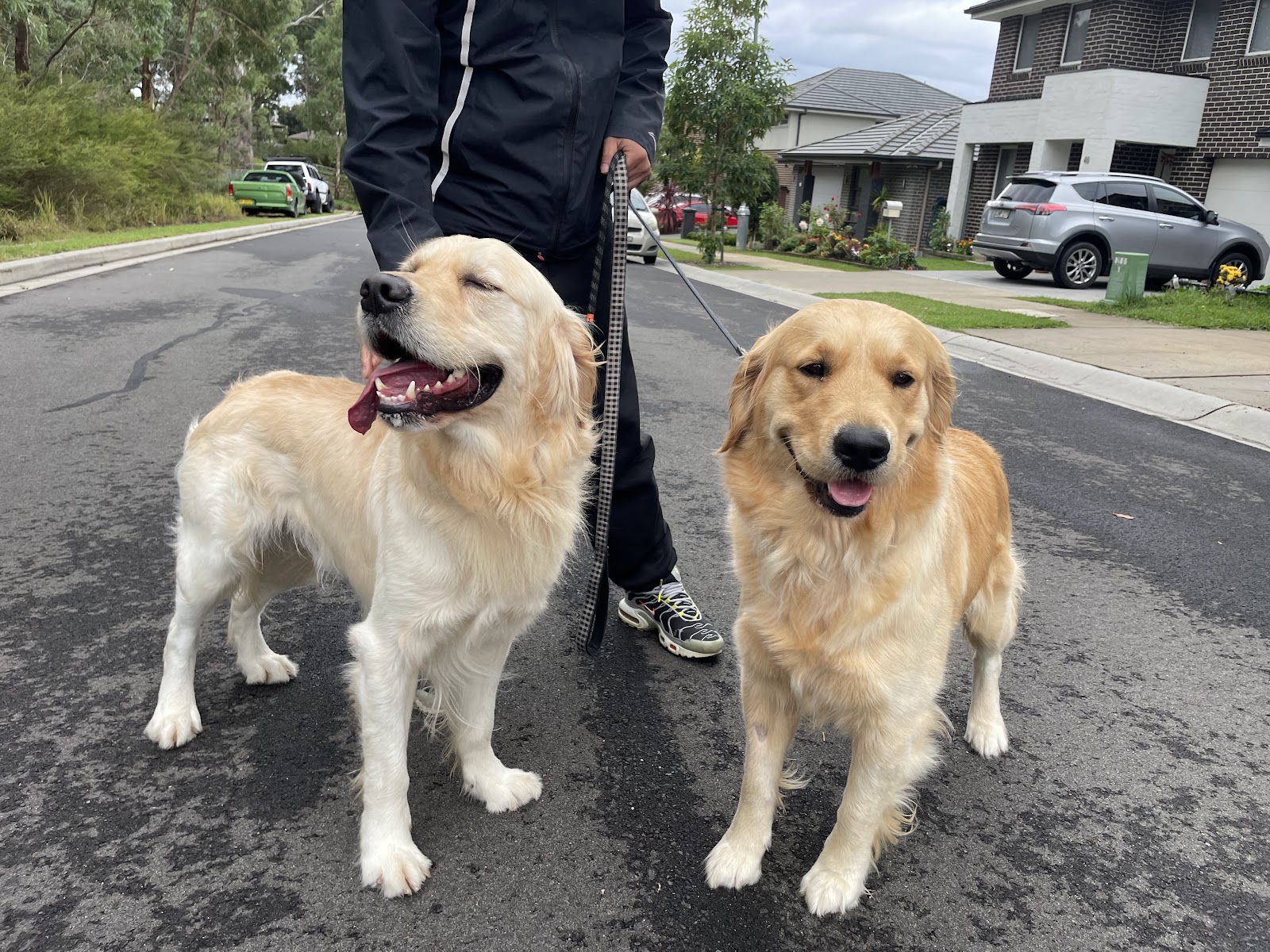 Acare Pet grooming Salon & Daycare