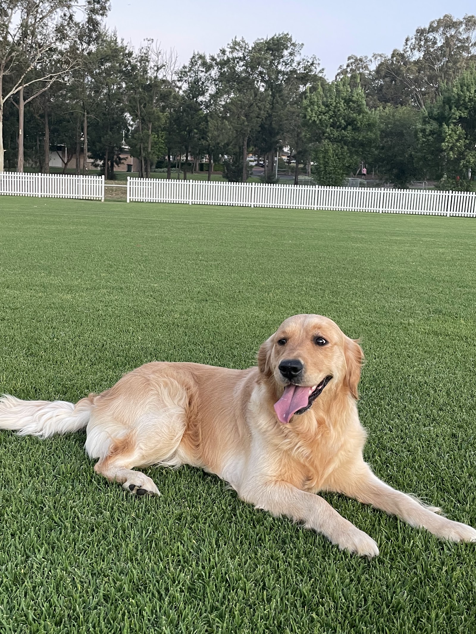 Acare Pet grooming Salon & Daycare