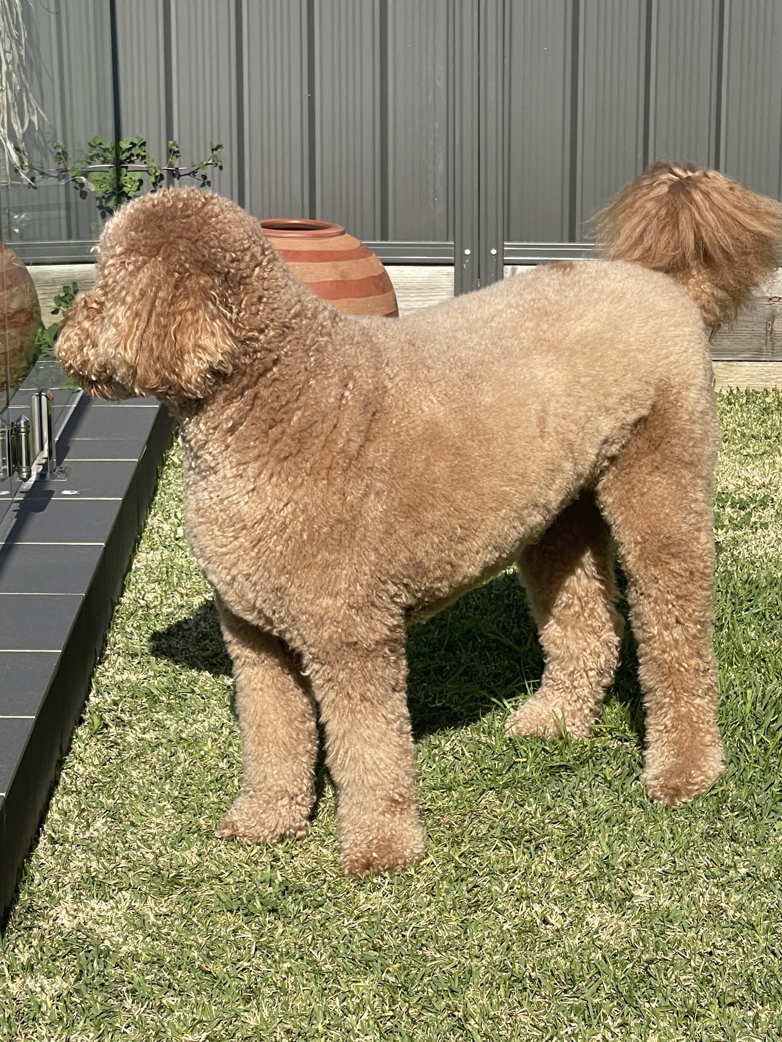 Dapperpooch — Pet Groomers