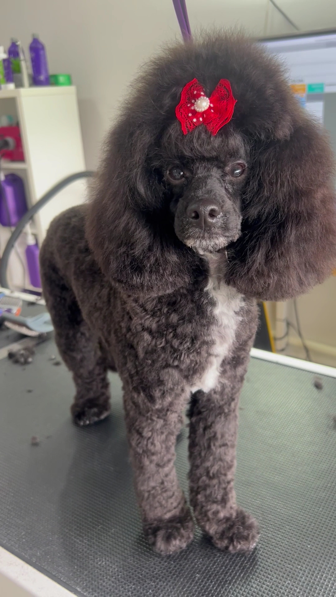 The Opulent Pet Spa & Grooming - Oran Park