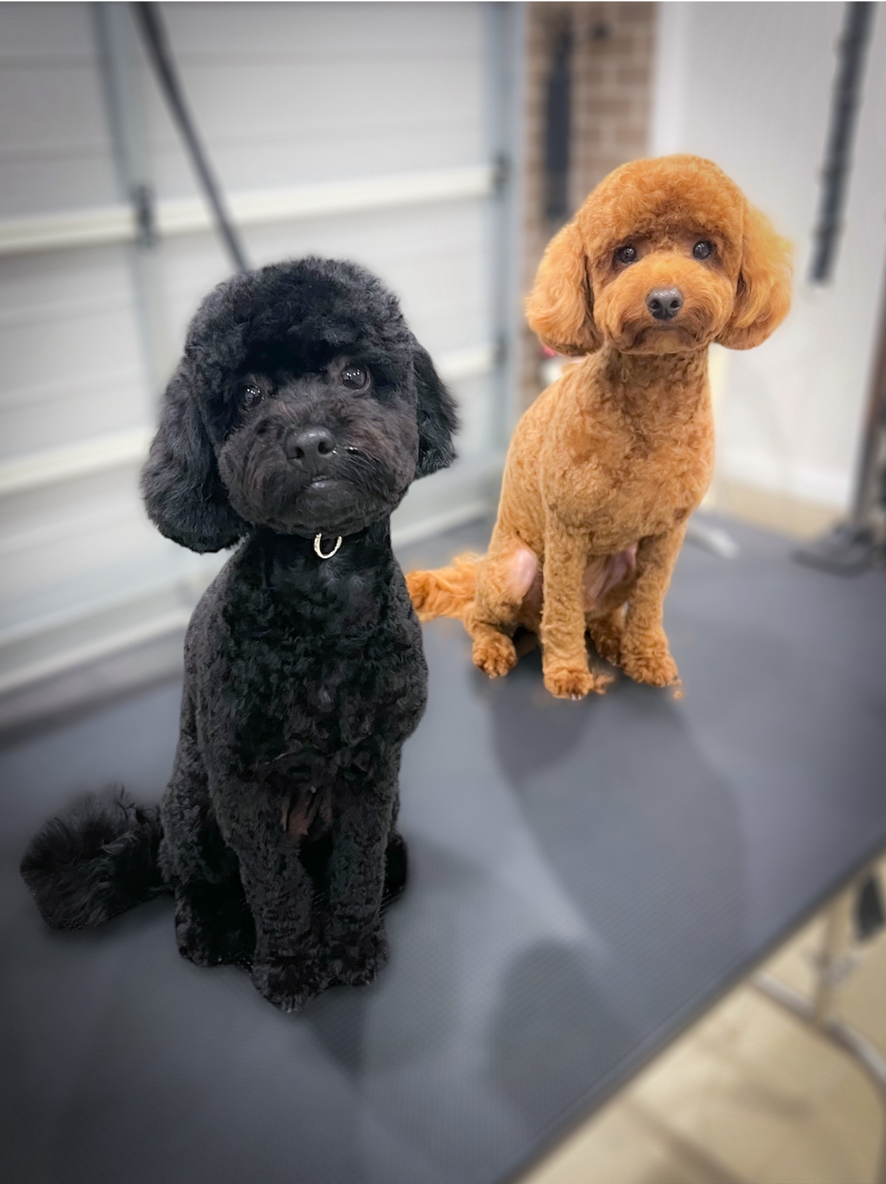 The Opulent Pet Spa & Grooming - Oran Park