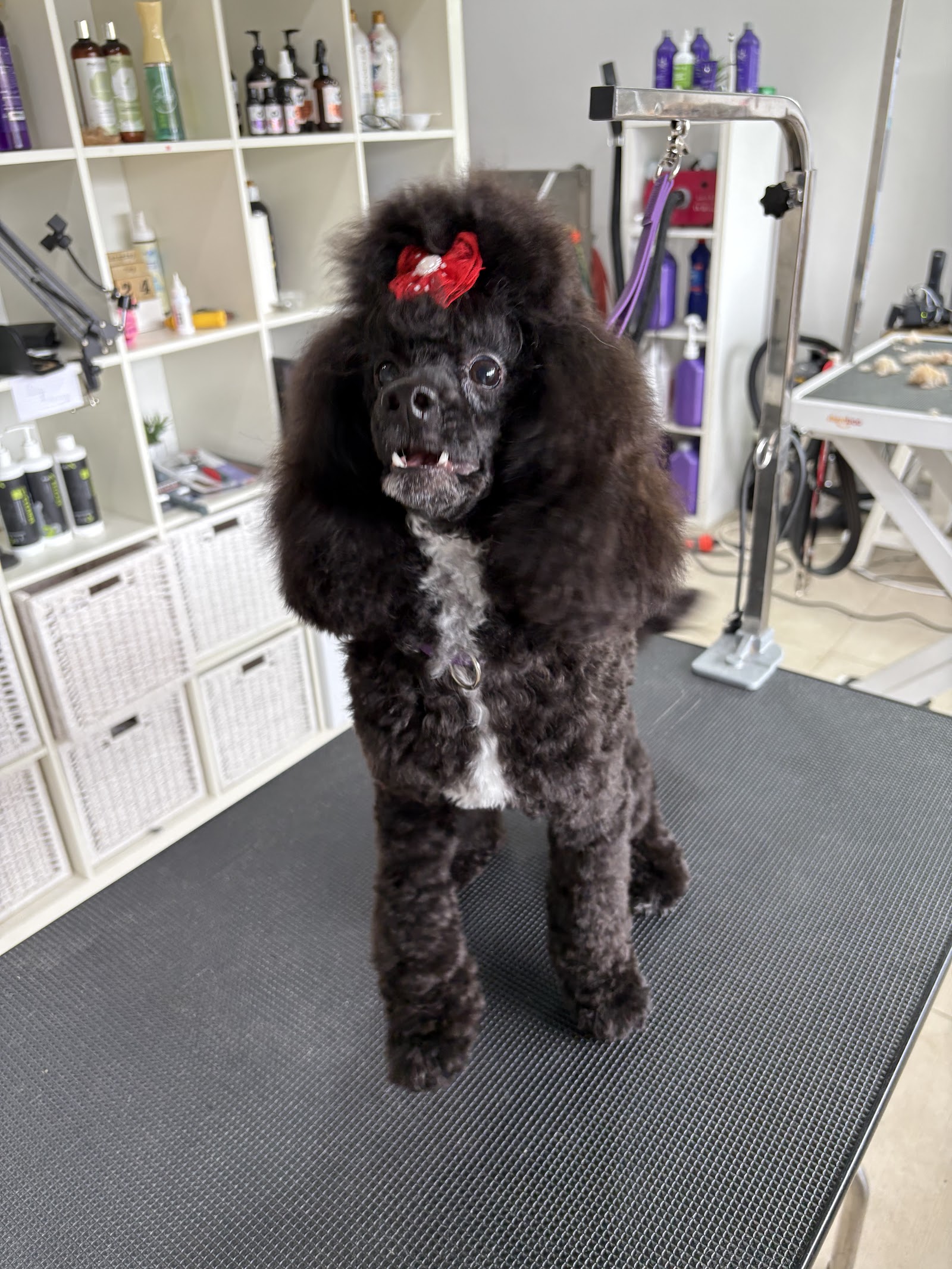The Opulent Pet Spa & Grooming - Oran Park