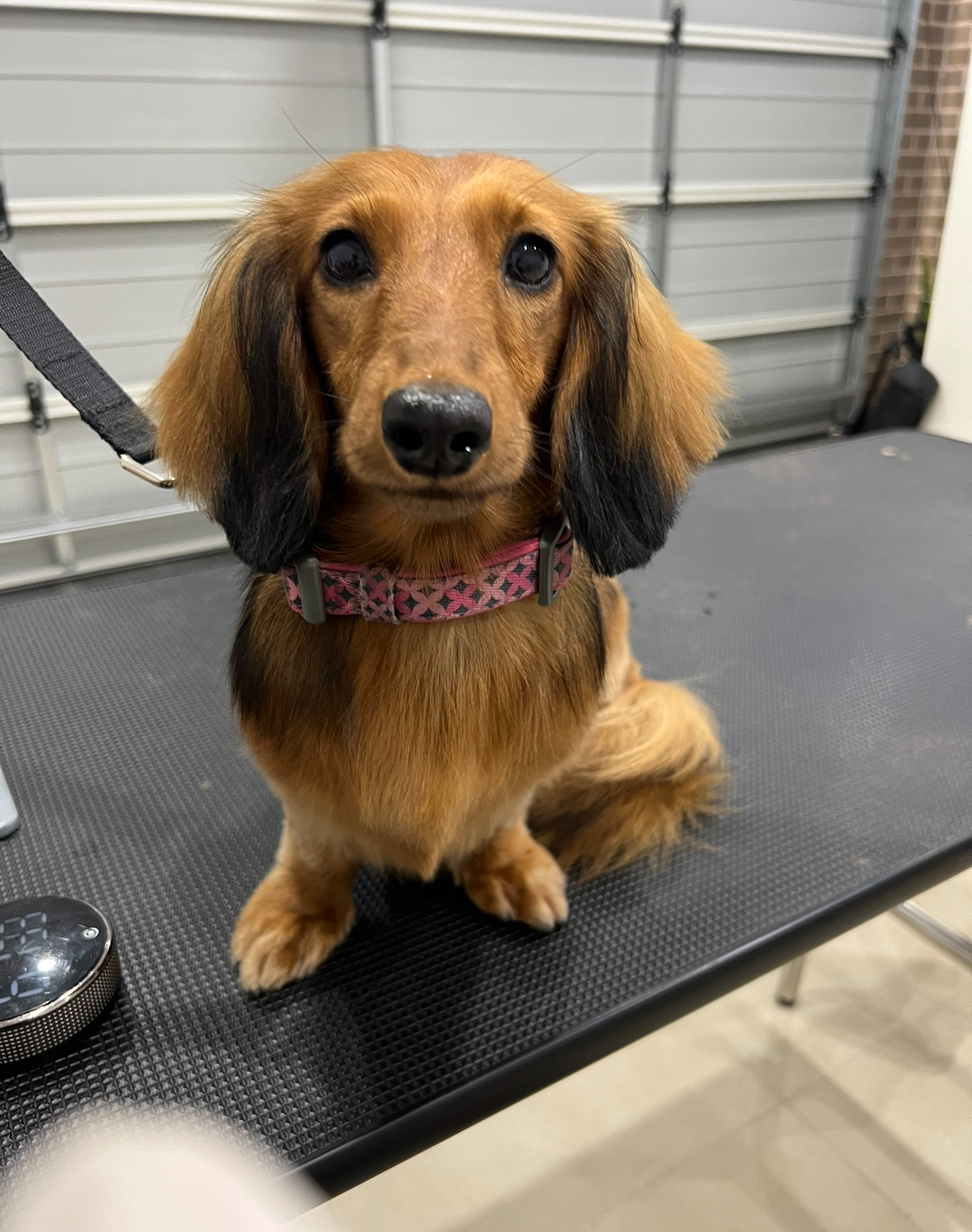 The Opulent Pet Spa & Grooming - Oran Park
