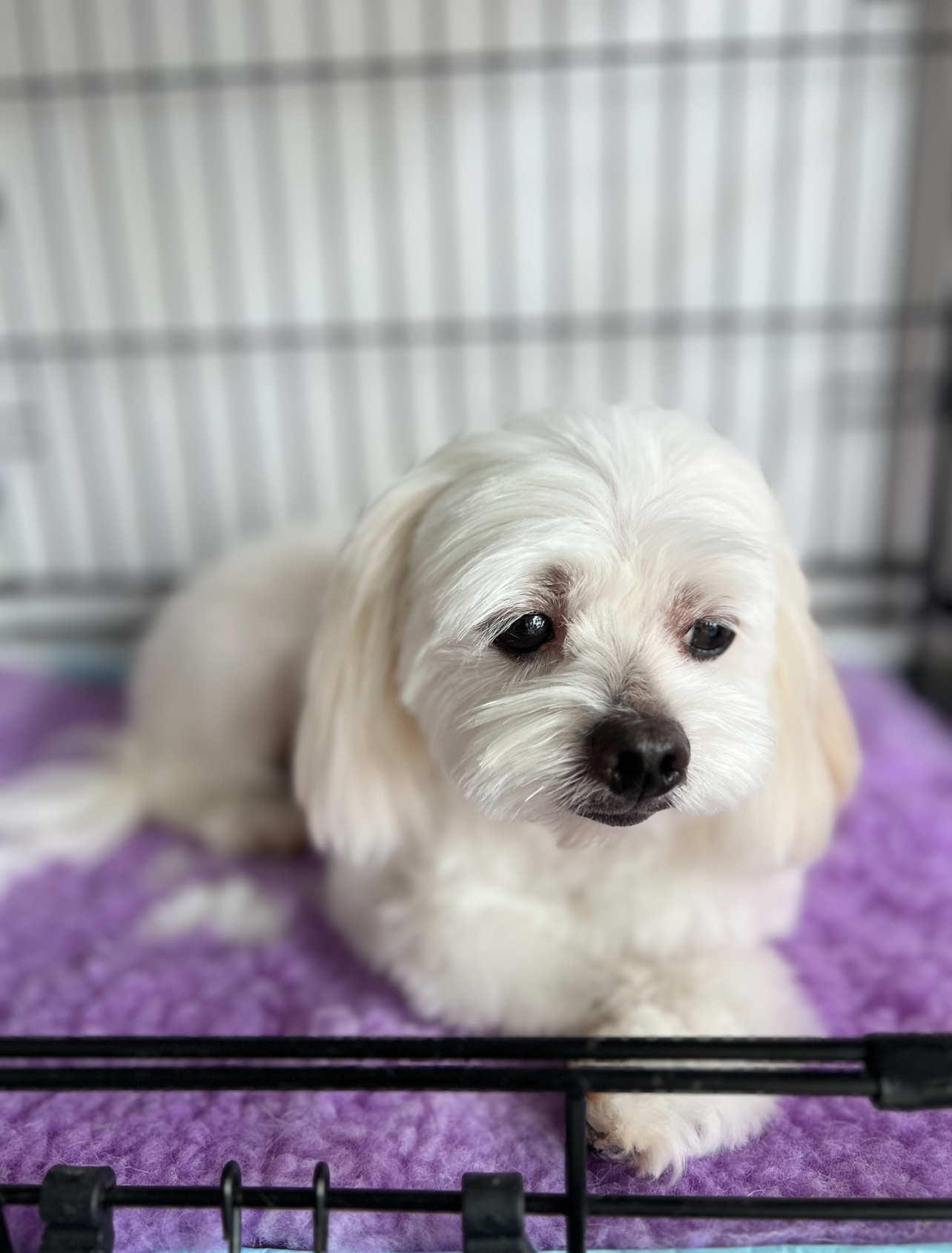 The Opulent Pet Spa & Grooming - Oran Park