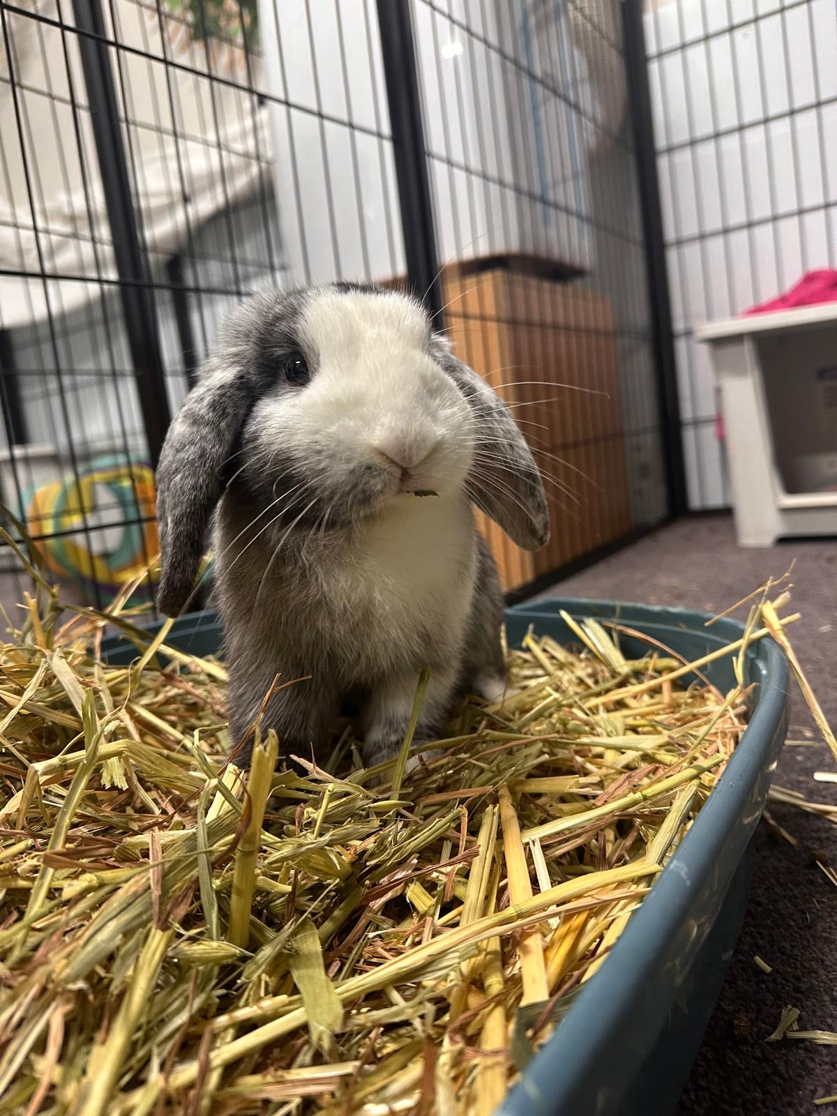 Biancas Bunny Boarding — Pet Groomers