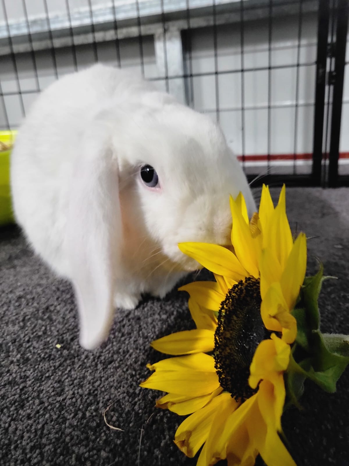 Biancas Bunny Boarding