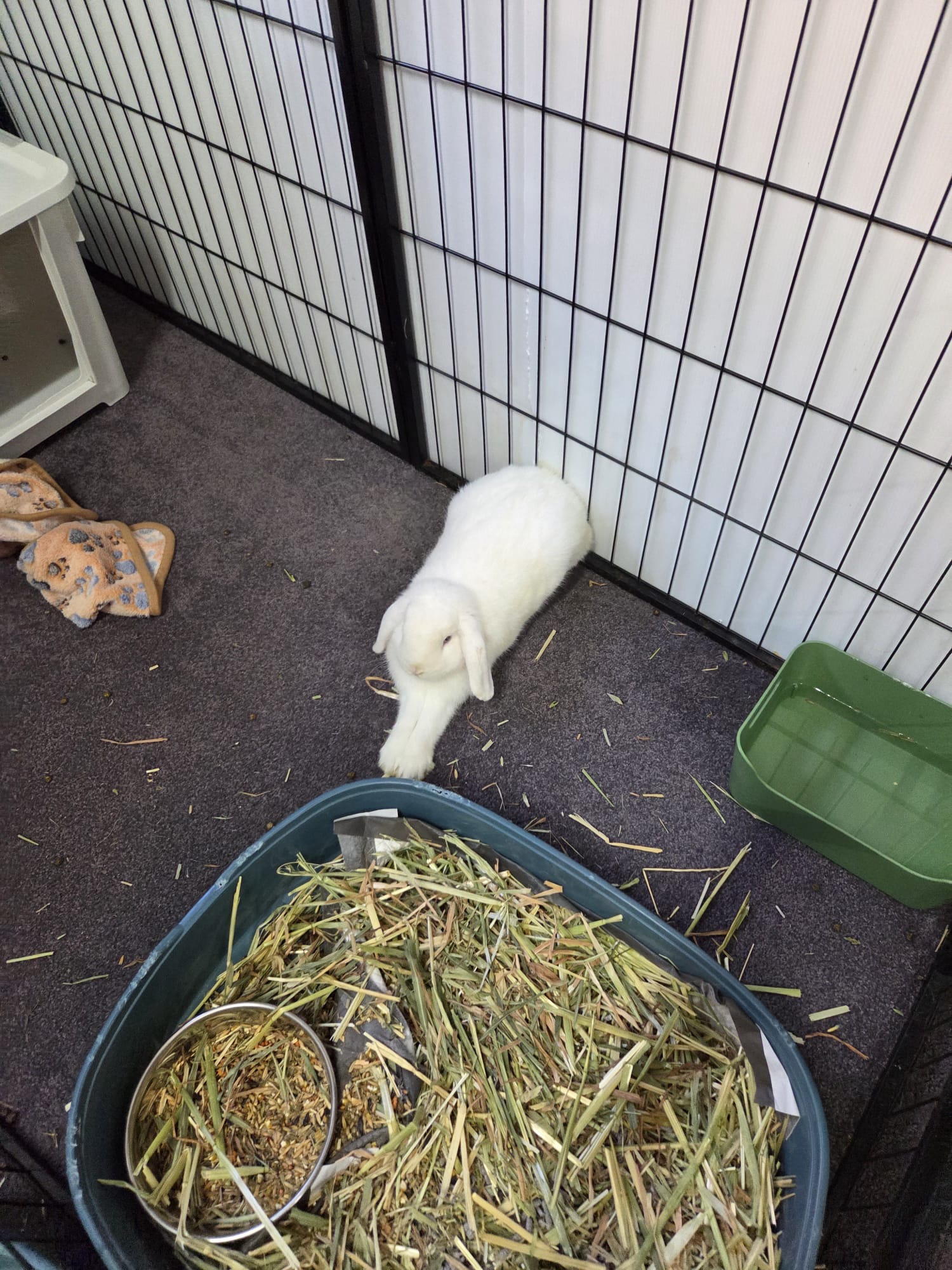 Biancas Bunny Boarding