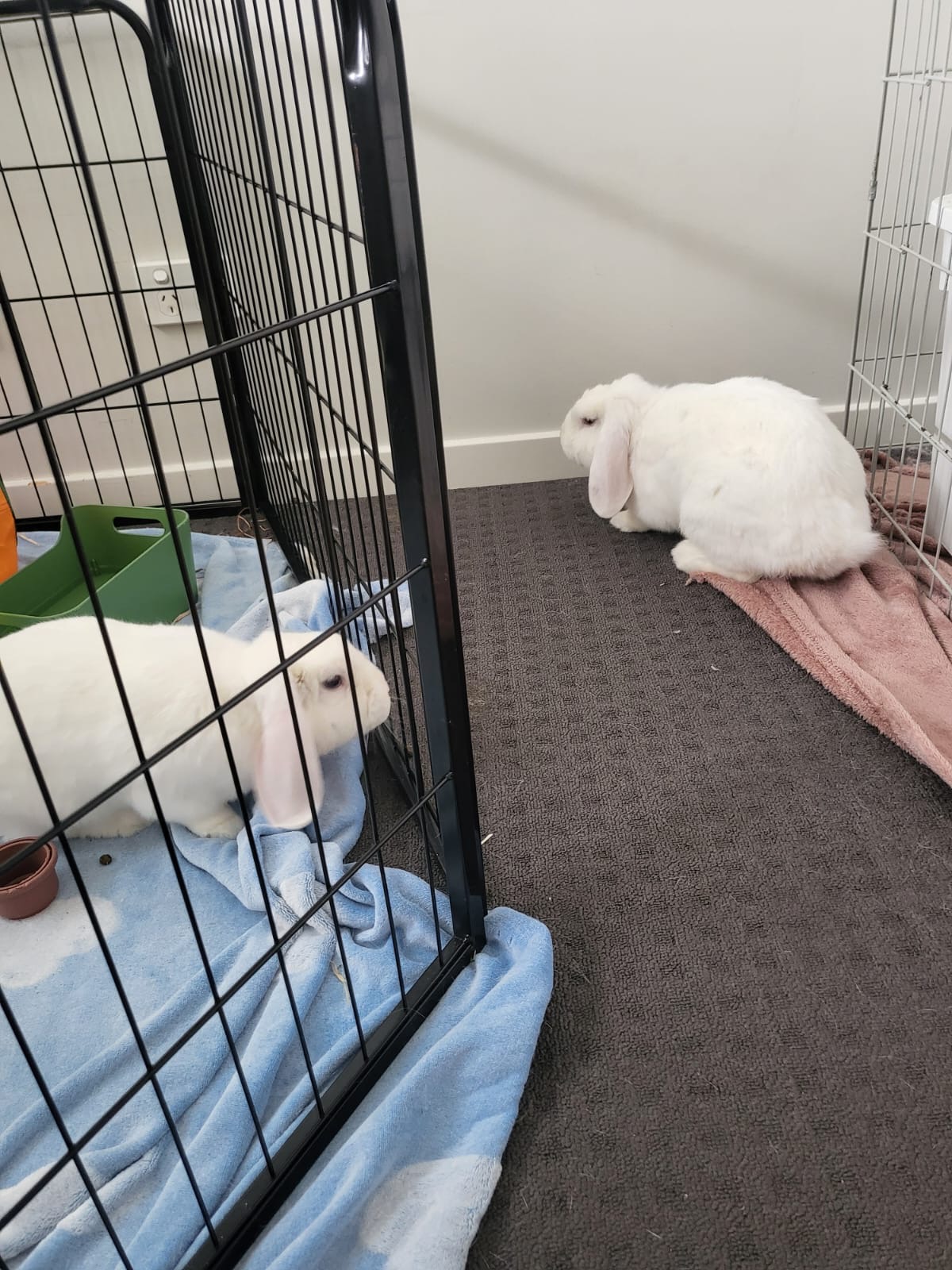 Biancas Bunny Boarding
