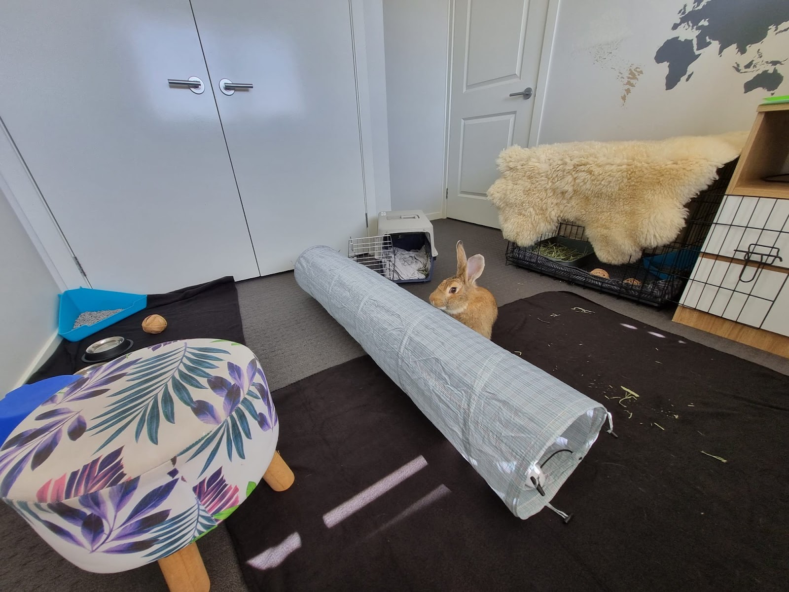 Biancas Bunny Boarding
