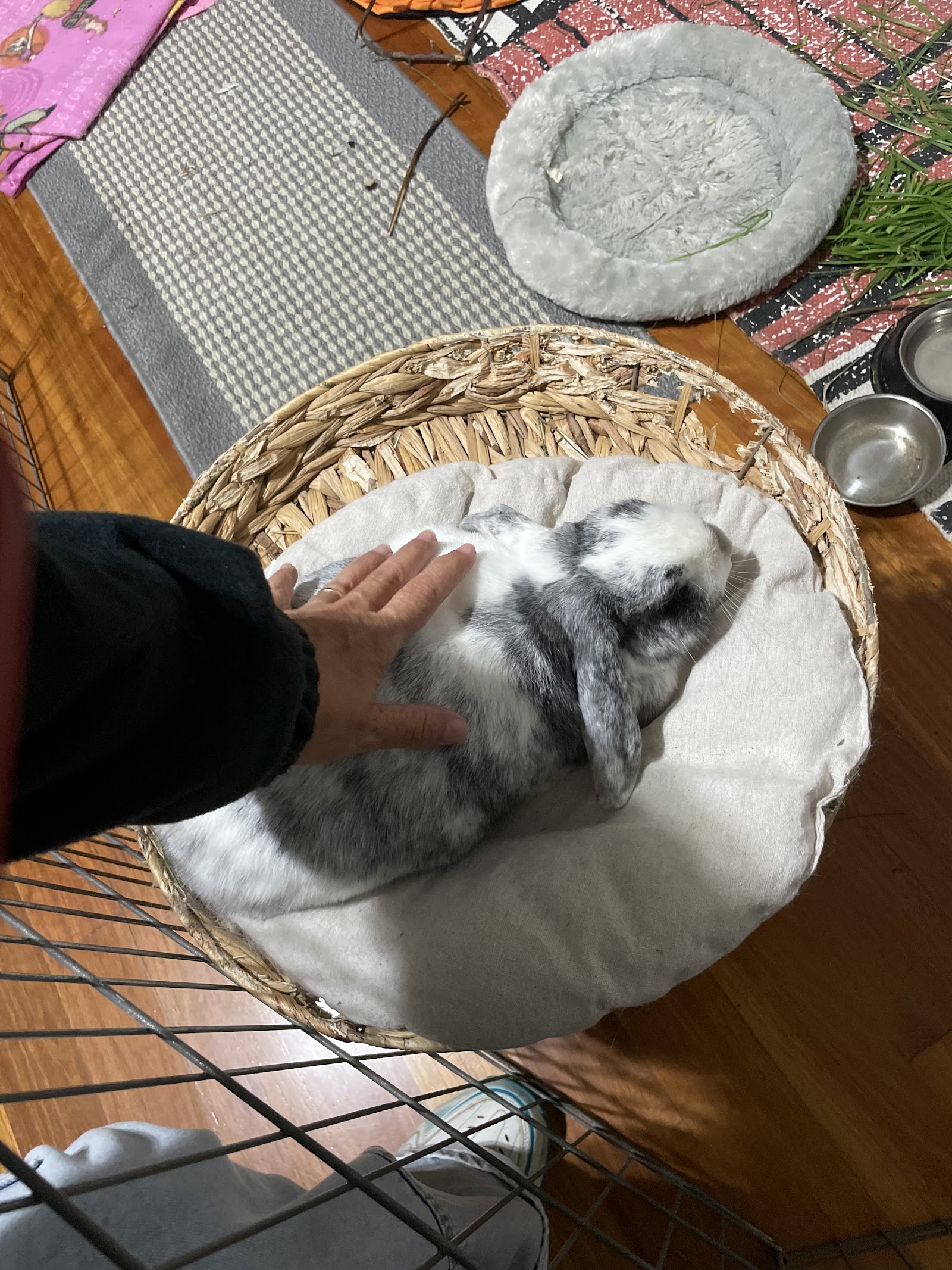Biancas Bunny Boarding
