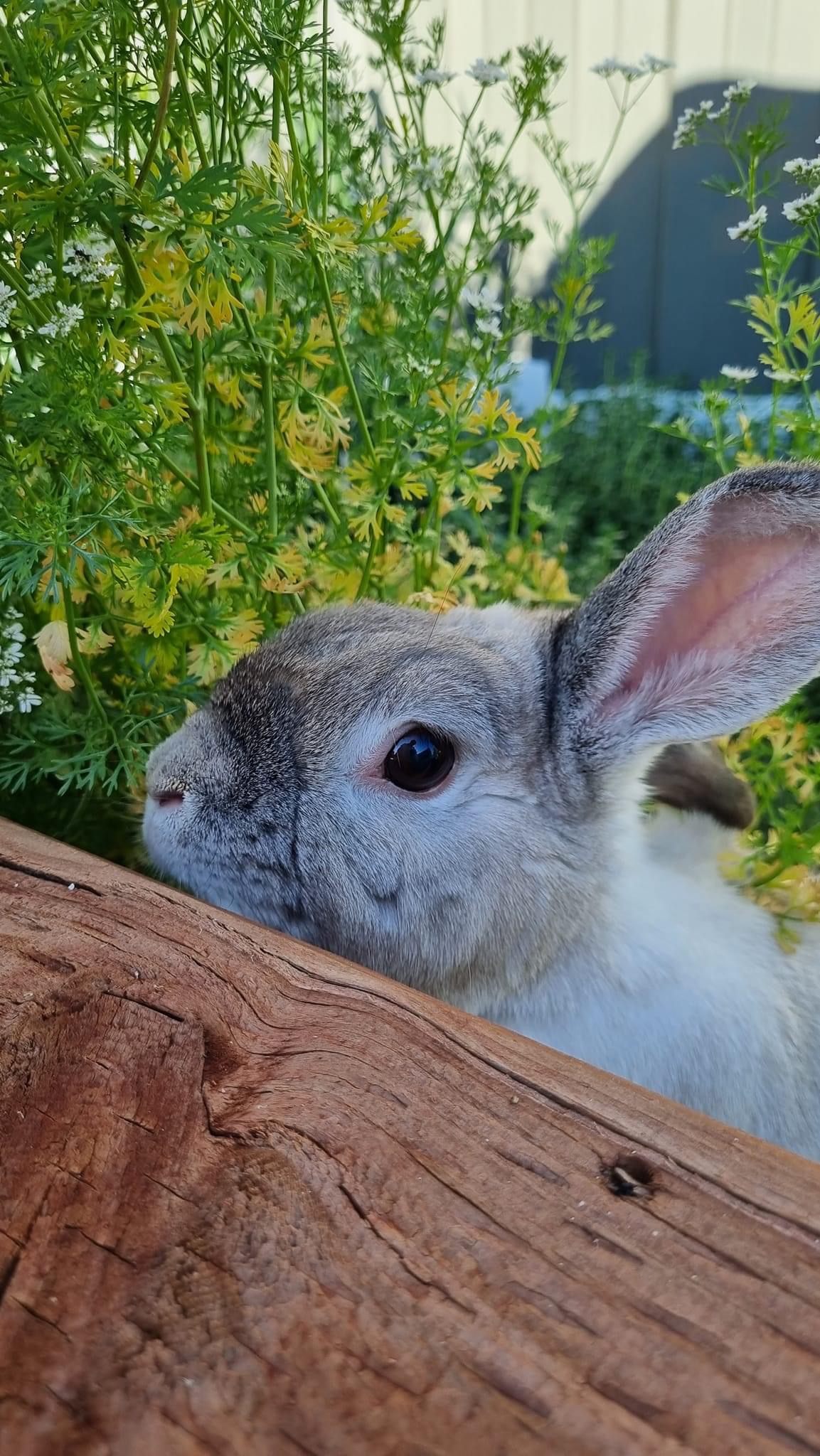 Biancas Bunny Boarding