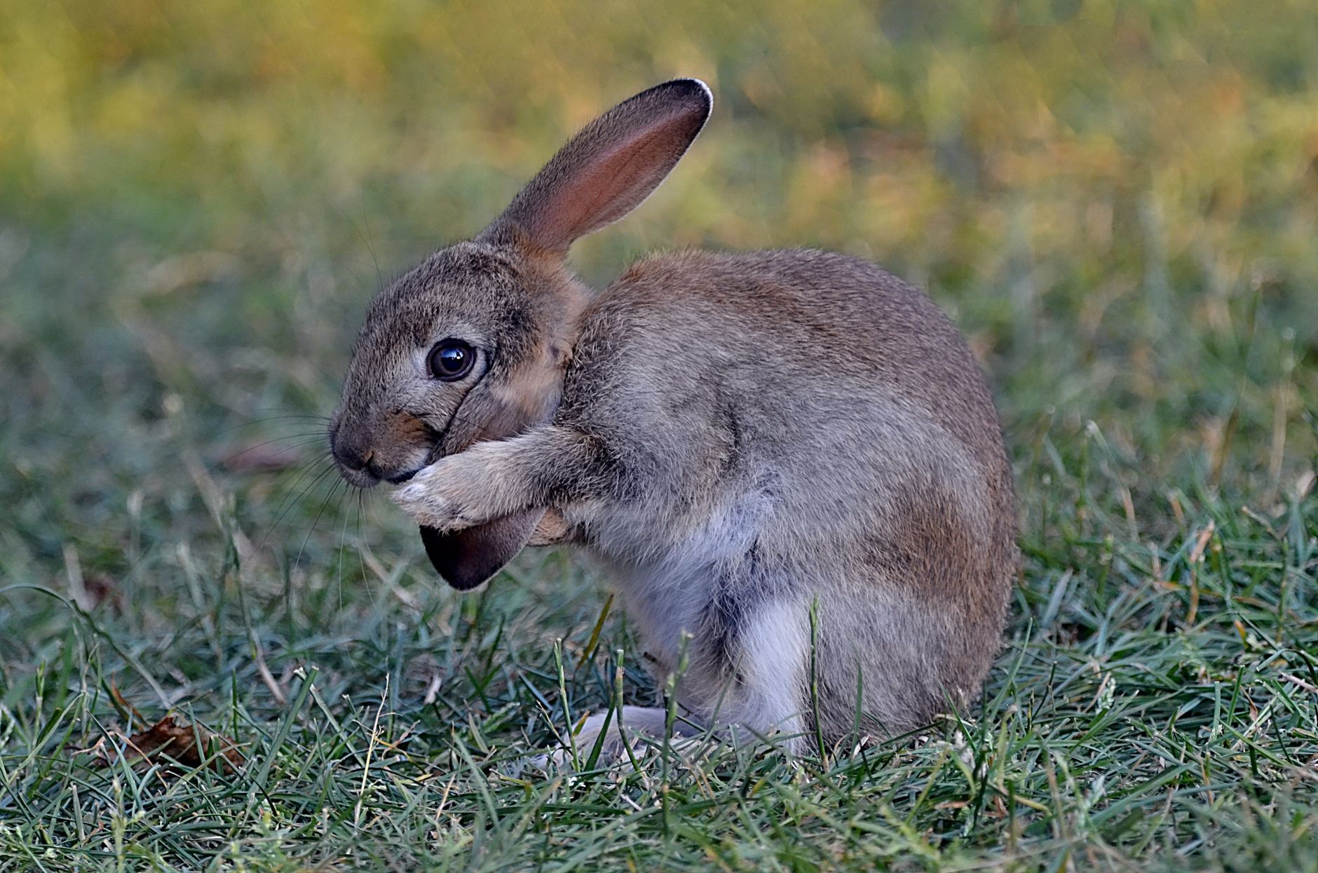 Biancas Bunny Boarding