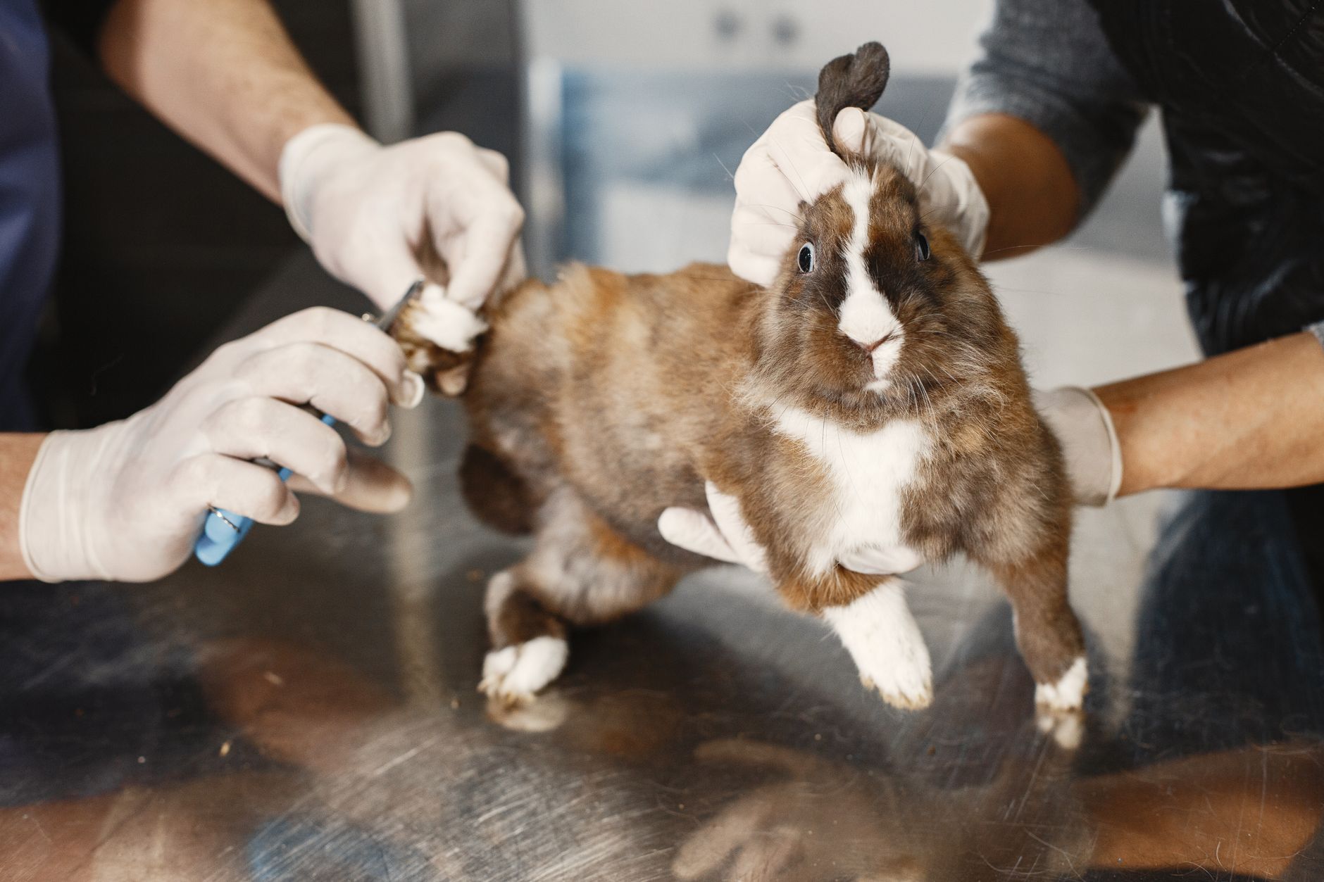 Biancas Bunny Boarding