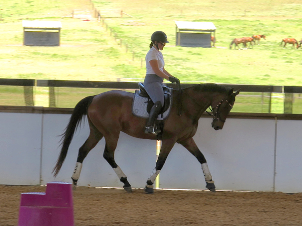 Oaks Sport Horses — Pet Groomers