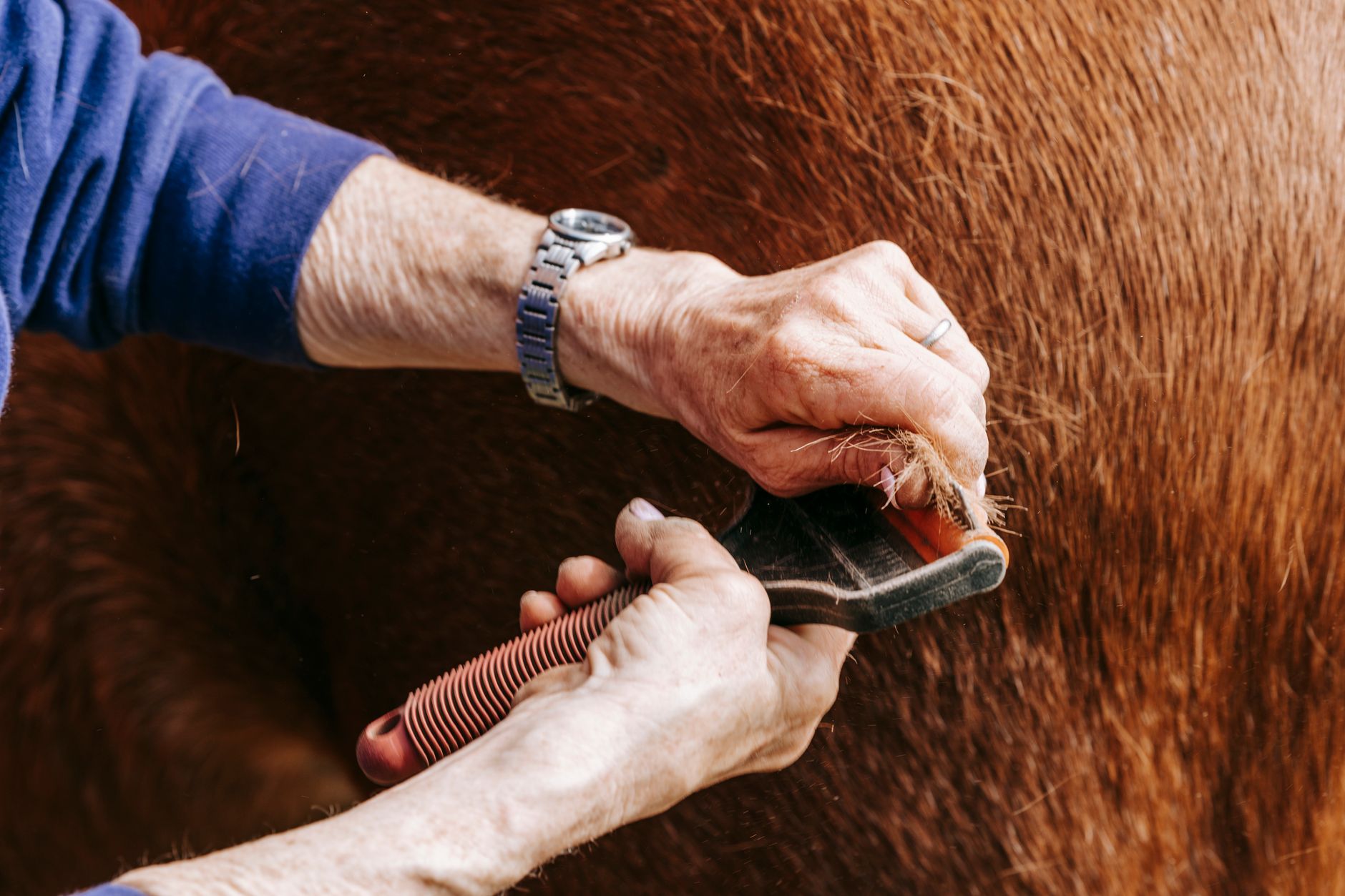 Oaks Sport Horses