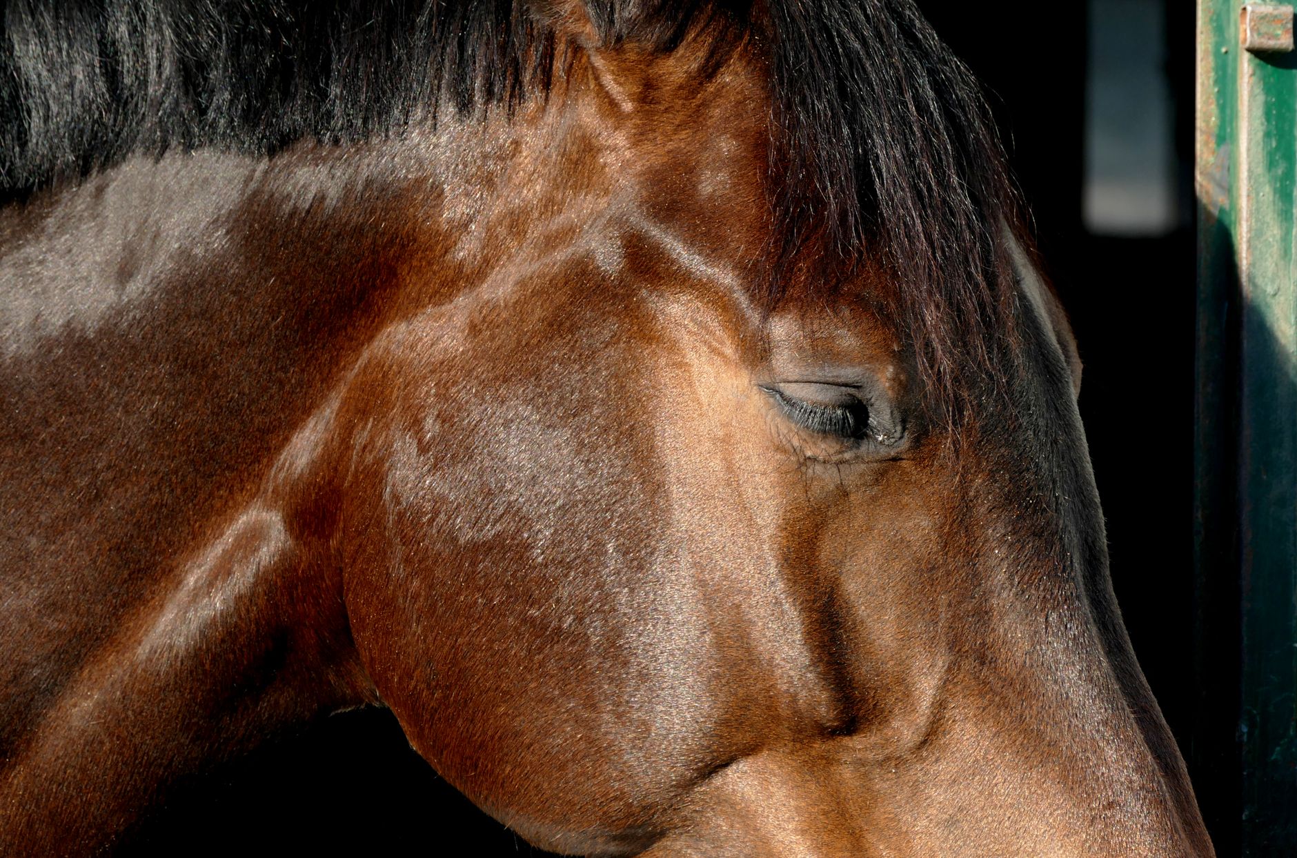 Oaks Sport Horses