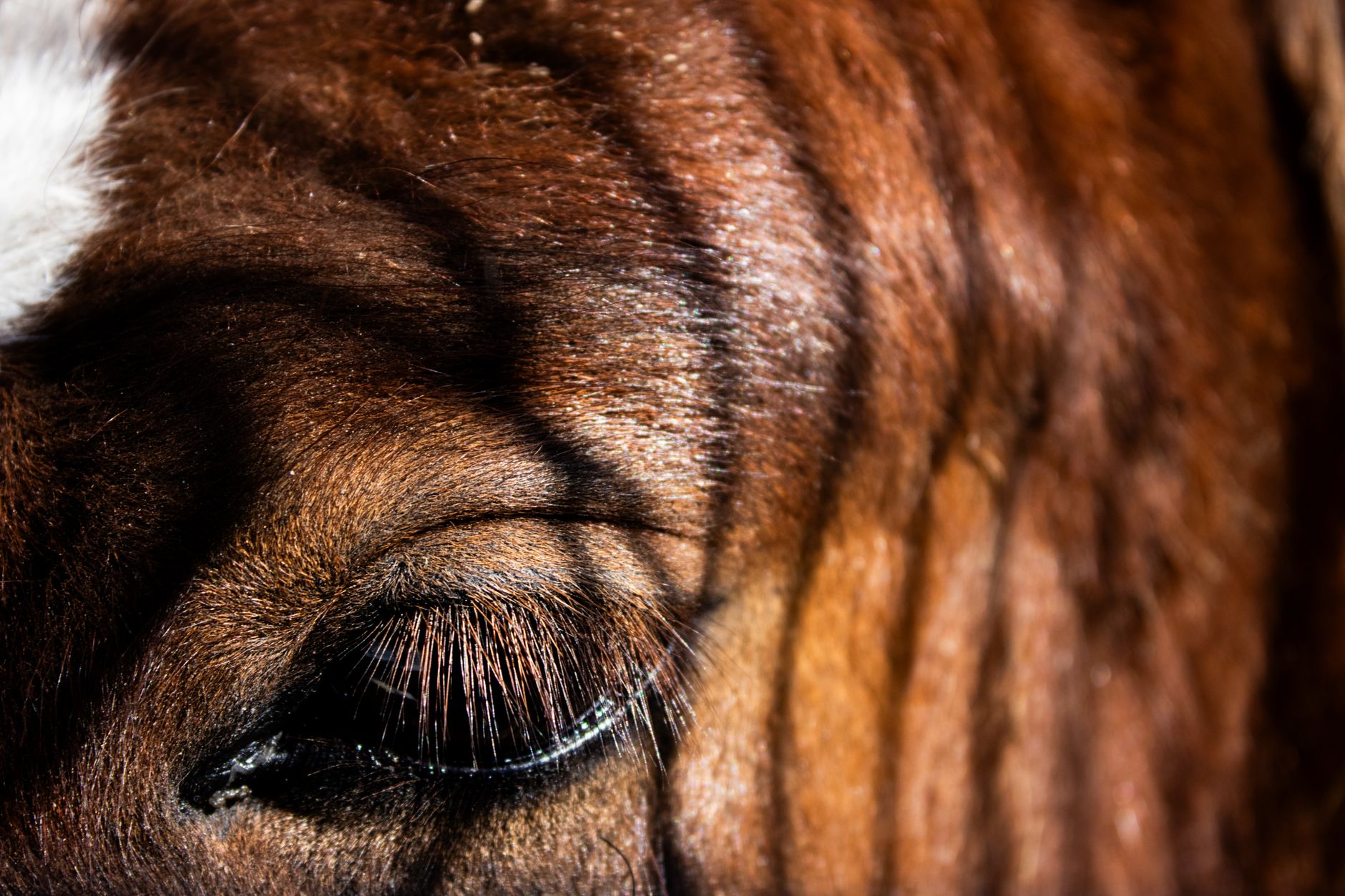 Oaks Sport Horses