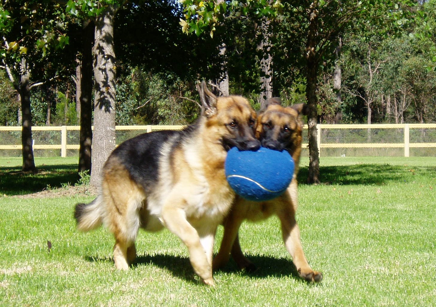 Stay N Play K9 Resort