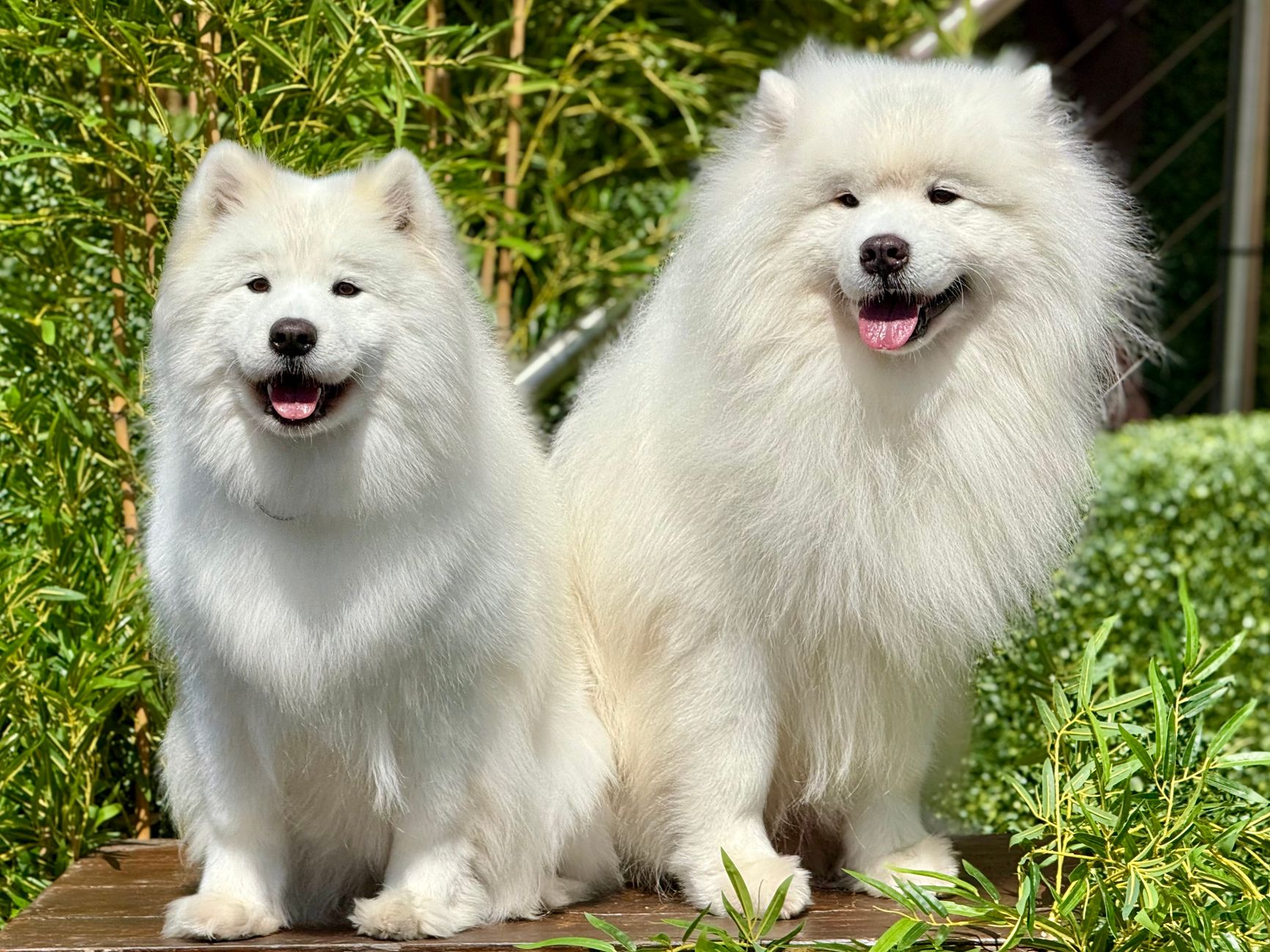 Show Off Grooming