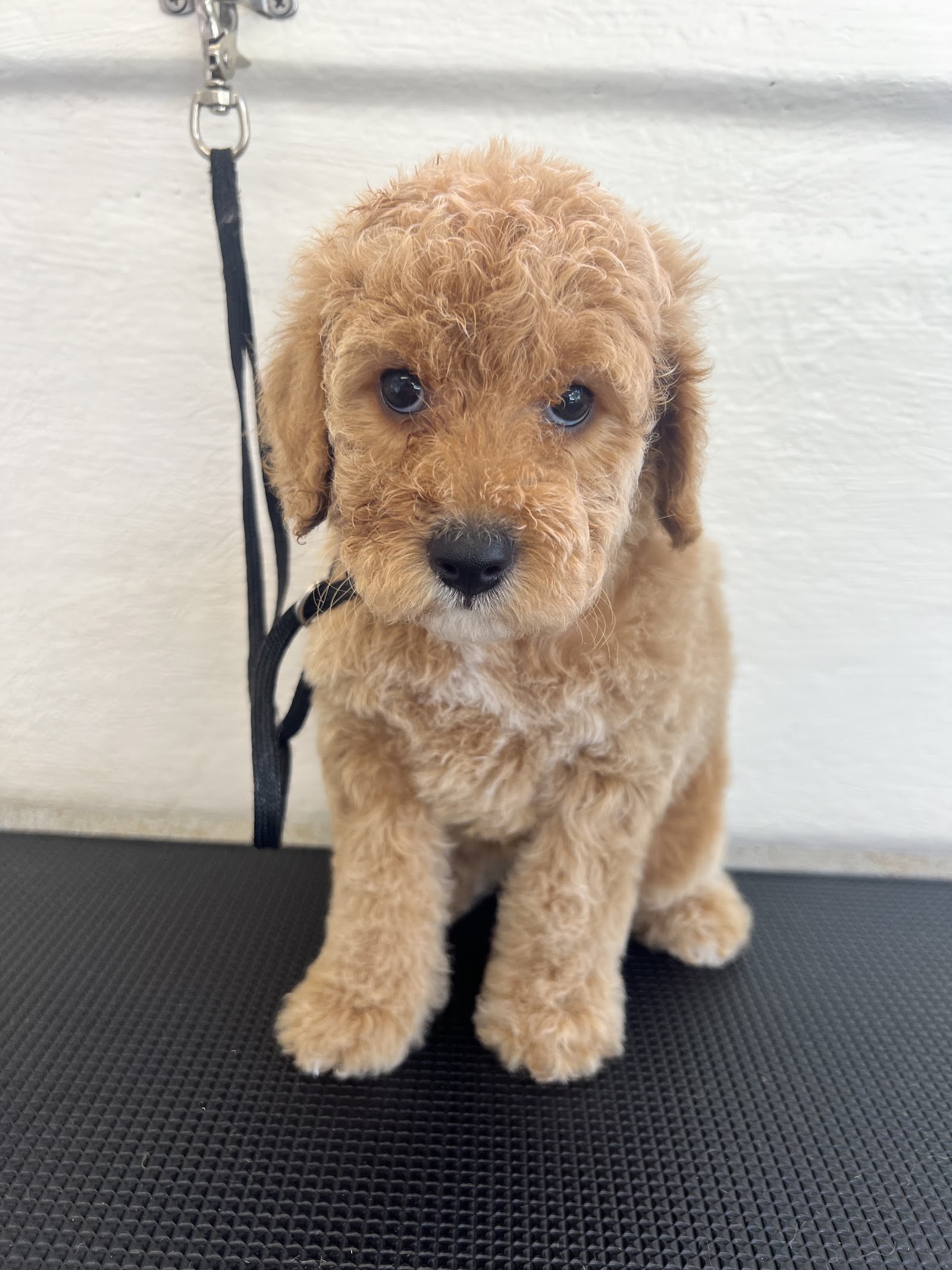 McKinnons Dogwash & Grooming
