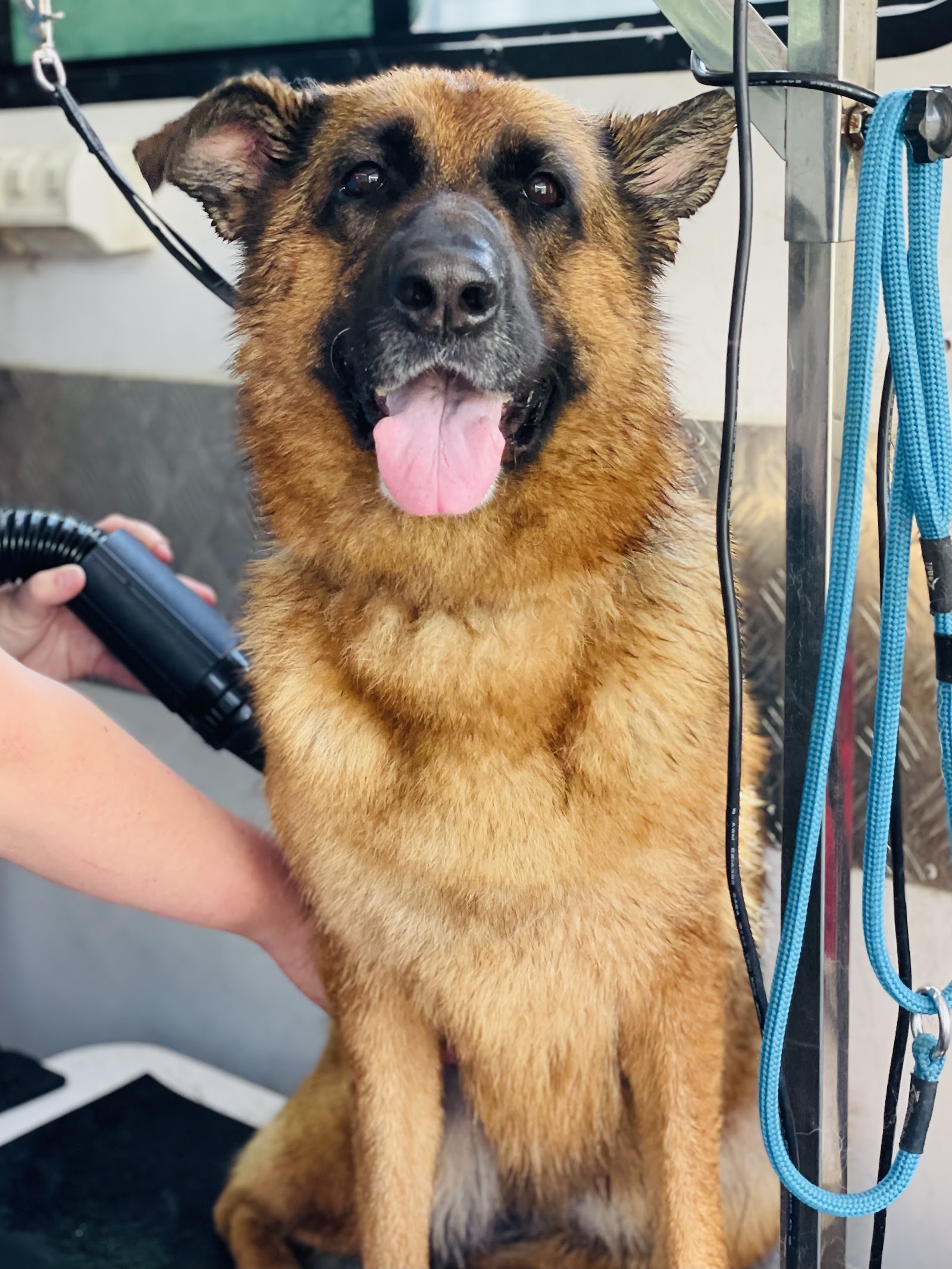 McKinnons Dogwash & Grooming