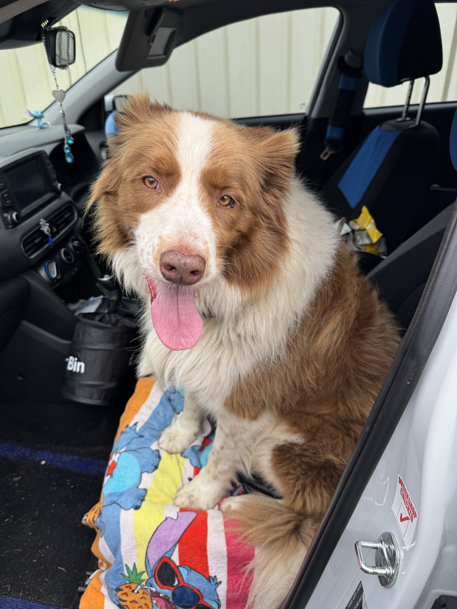 McKinnons Dogwash & Grooming