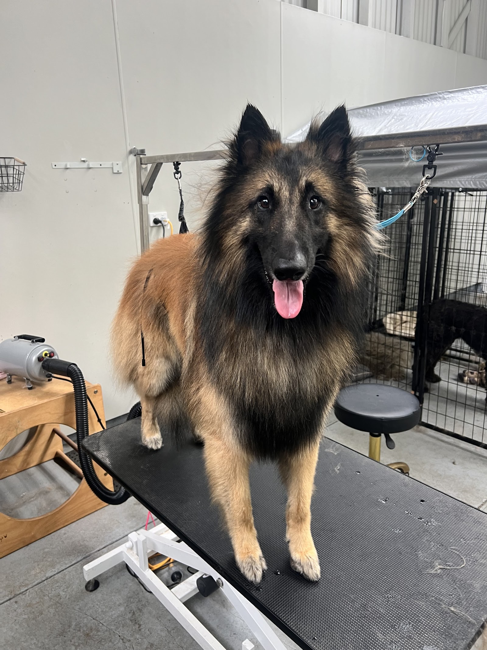 McKinnons Dogwash & Grooming