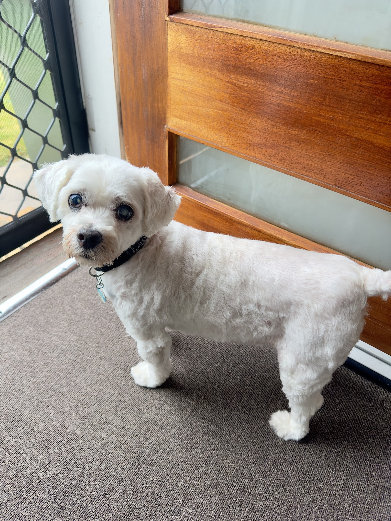 McKinnons Dogwash & Grooming