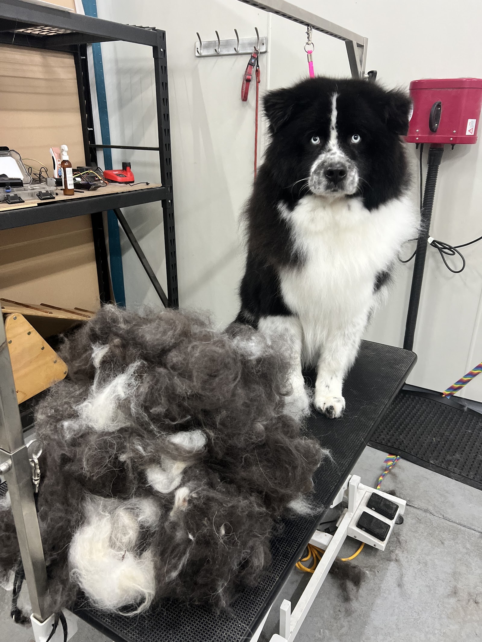 McKinnons Dogwash & Grooming