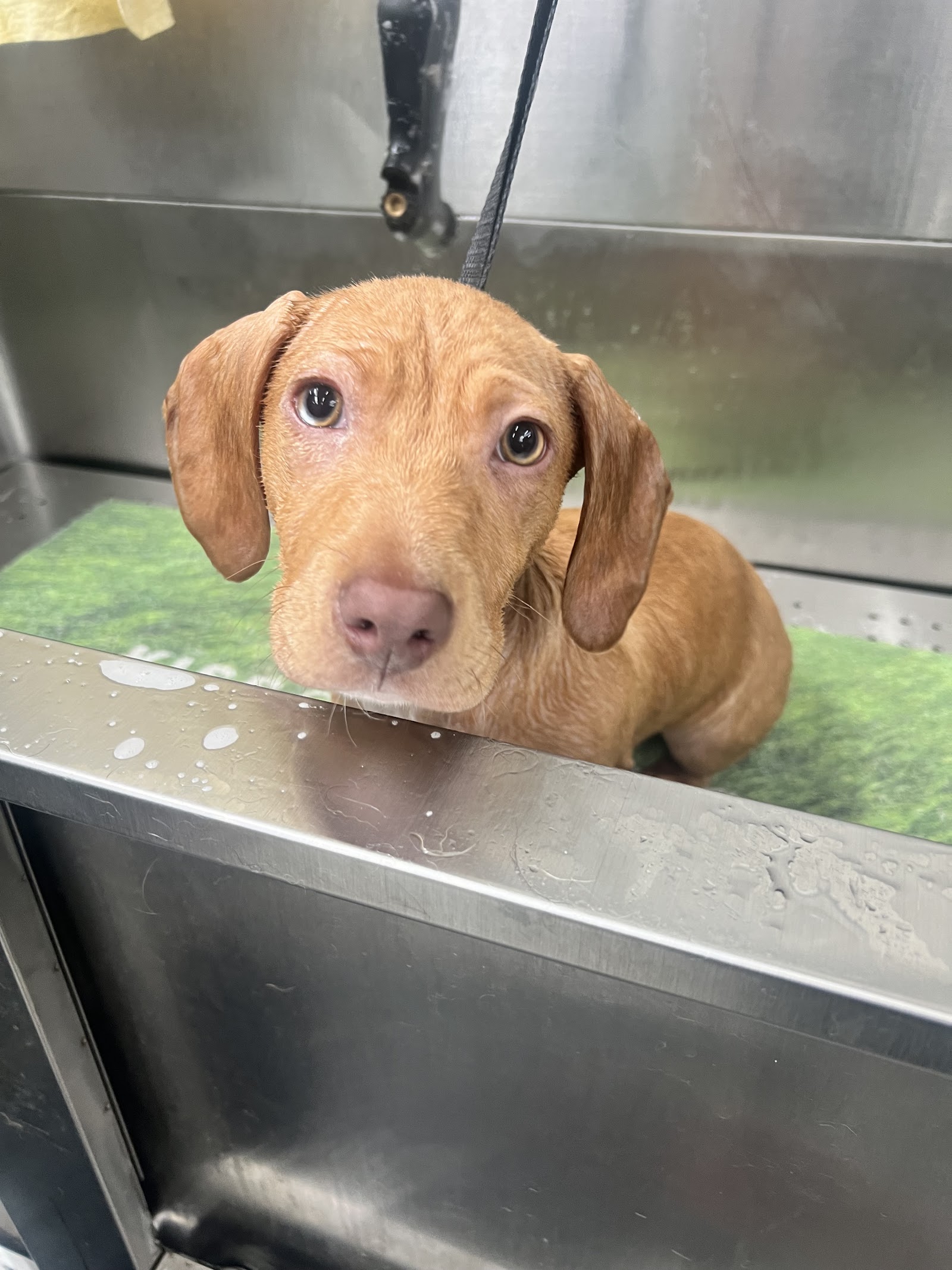 McKinnons Dogwash & Grooming
